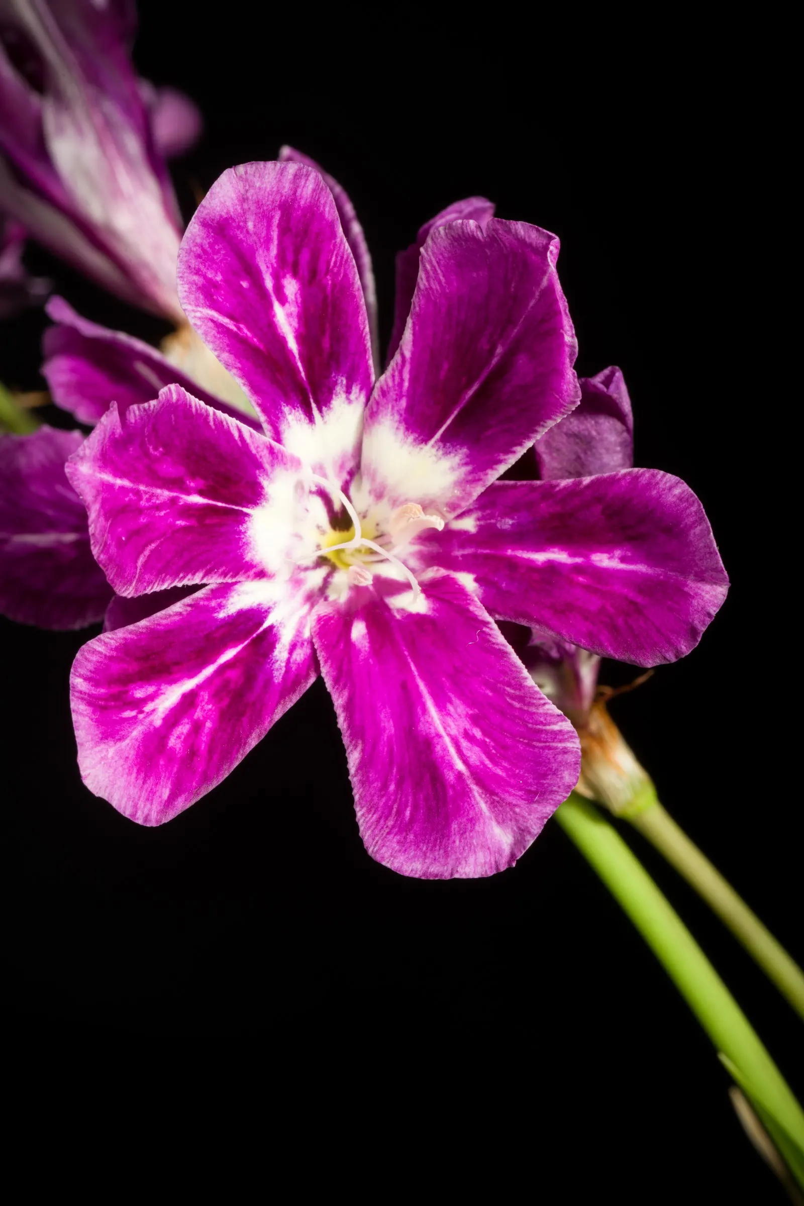 Sparaxis, Harlequin Flower (Sparaxis Tricolor) — measure roughly 1.5 to 2.5 inches in diameter