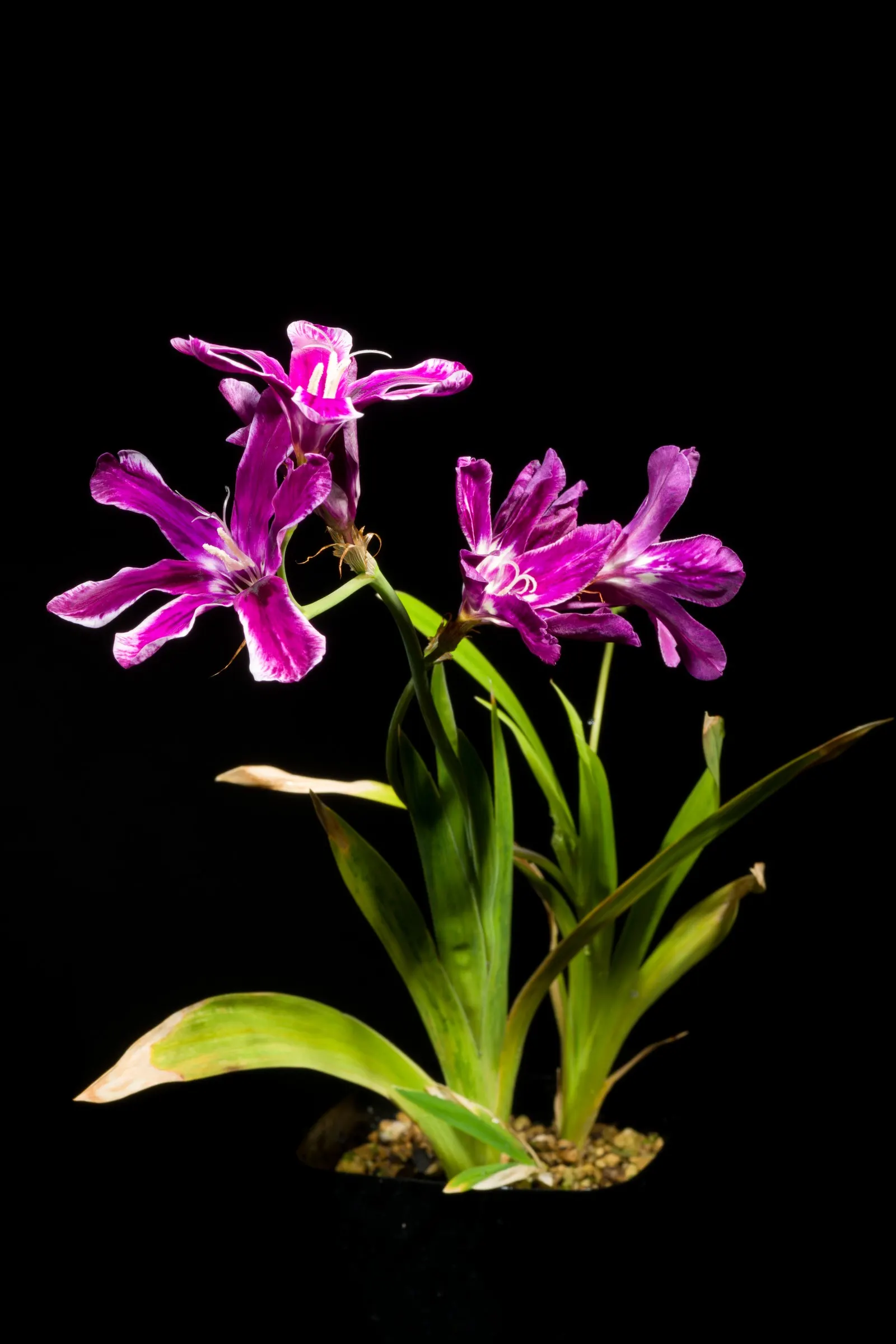 Sparaxis, Harlequin Flower (Sparaxis Tricolor) — Its striking hues peak in late spring to early summer; often with a dark center or 'eye,', image 51
