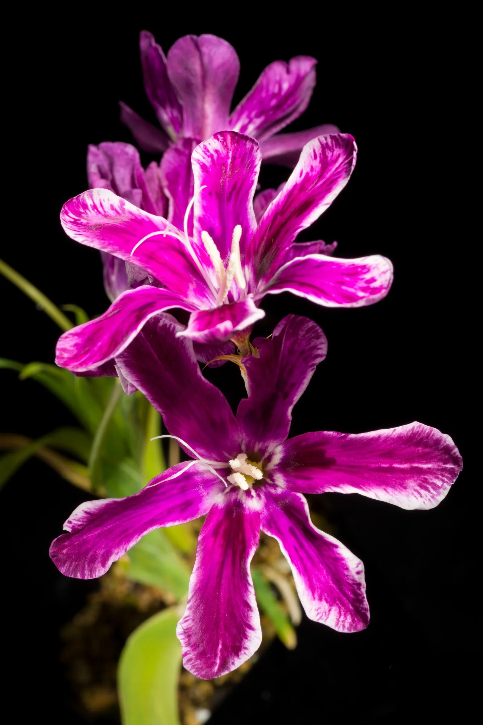 Sparaxis, Harlequin Flower (Sparaxis Tricolor) — typically featuring a triad of vivid hues on each bloom; typically reaching 12-18 inches in, image 83