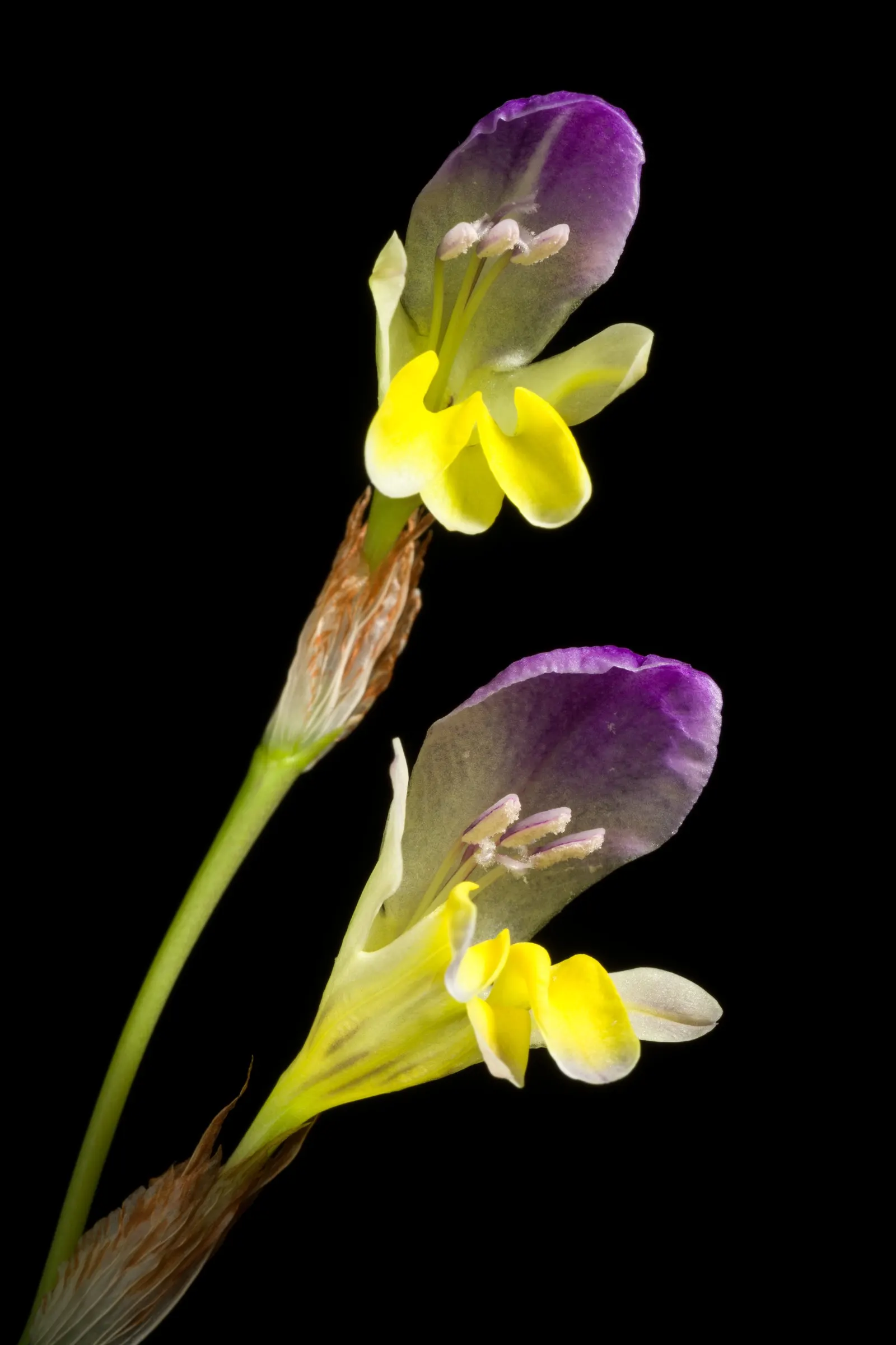 Sparaxis, Harlequin Flower (Sparaxis Tricolor) — Originating from South Africa; harlequin Flowers flourish in U.S