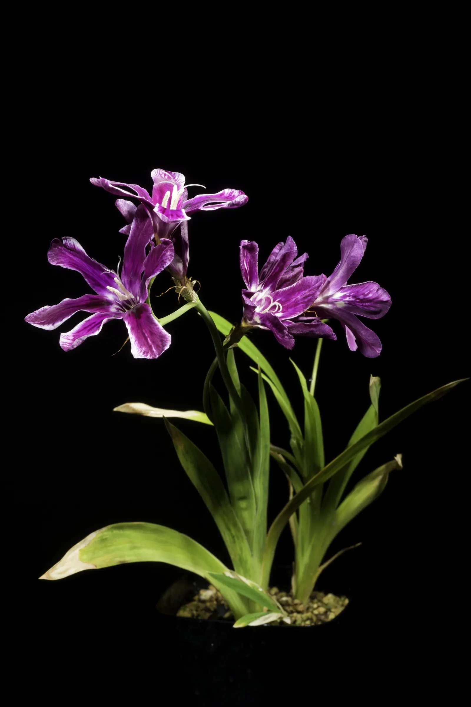 Sparaxis, Harlequin Flower (Sparaxis Tricolor) — Typically reaching 12-18 inches in height, it flourishes in well-drained soil and full sun, image 74