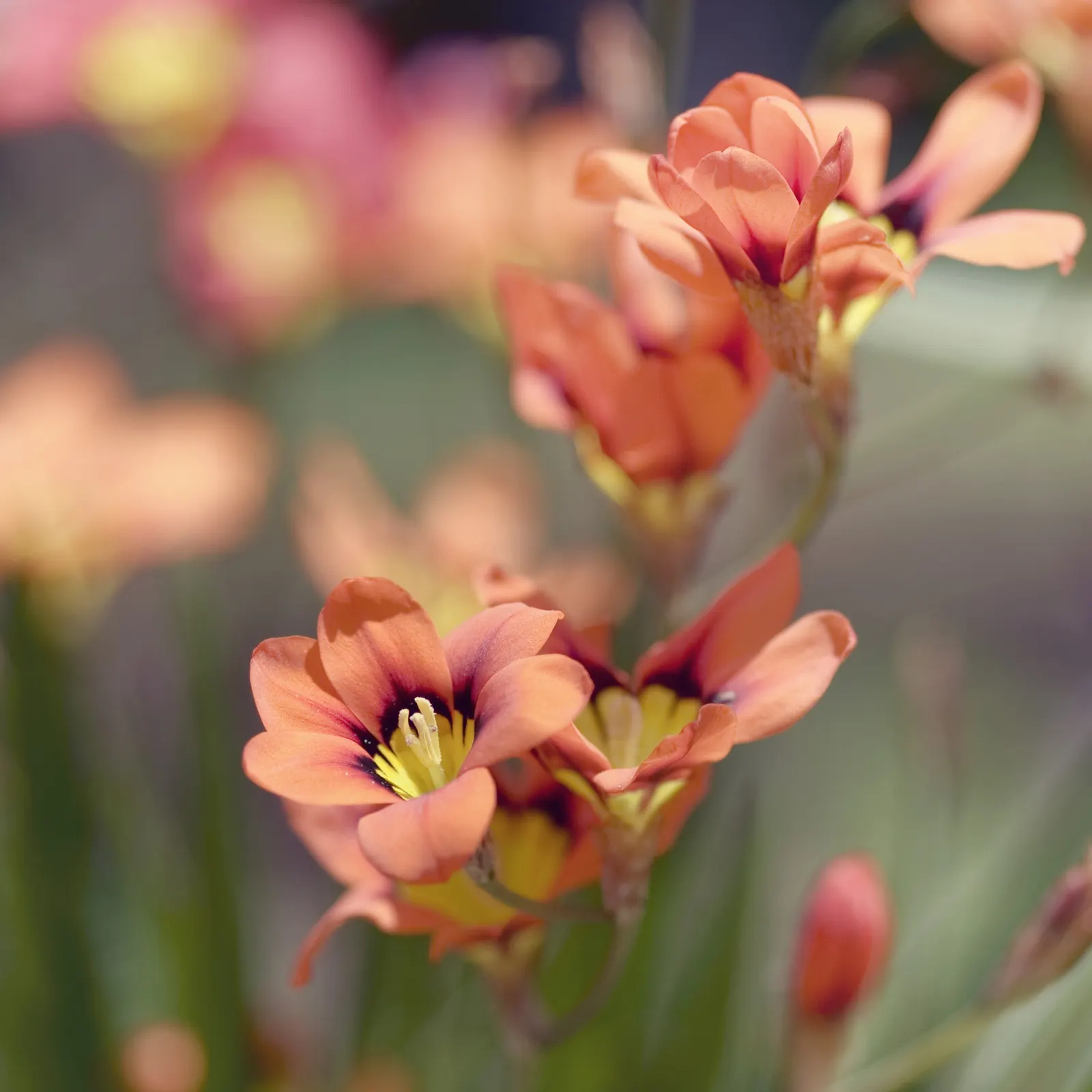 Sparaxis, Harlequin Flower (Sparaxis Tricolor) — bulb / perennial with multi-colored and red blooms
