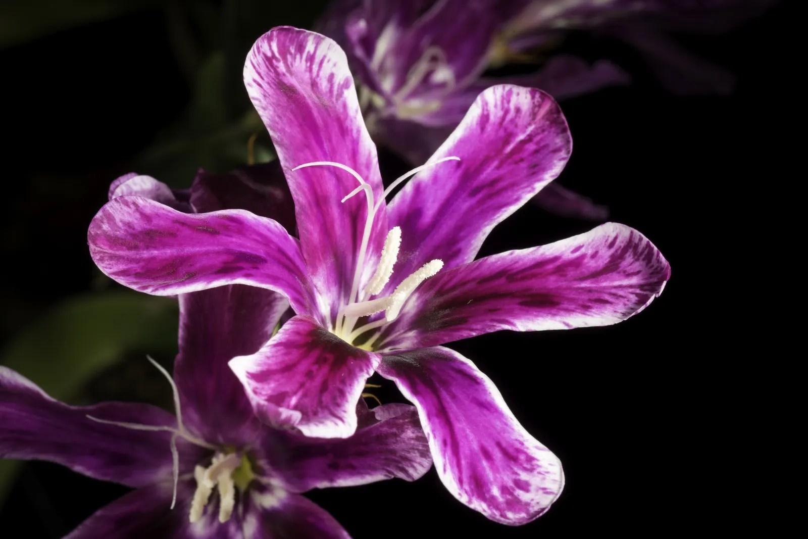 Sparaxis, Harlequin Flower (Sparaxis Tricolor) — is an exquisite and colorful addition to any ornamental garden display; and purple with contrasting centers