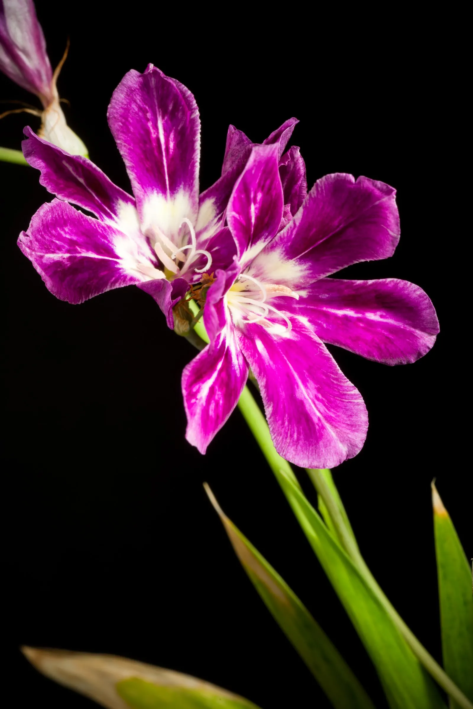 Sparaxis, Harlequin Flower (Sparaxis Tricolor) — commonly referred to as the Harlequin Flower