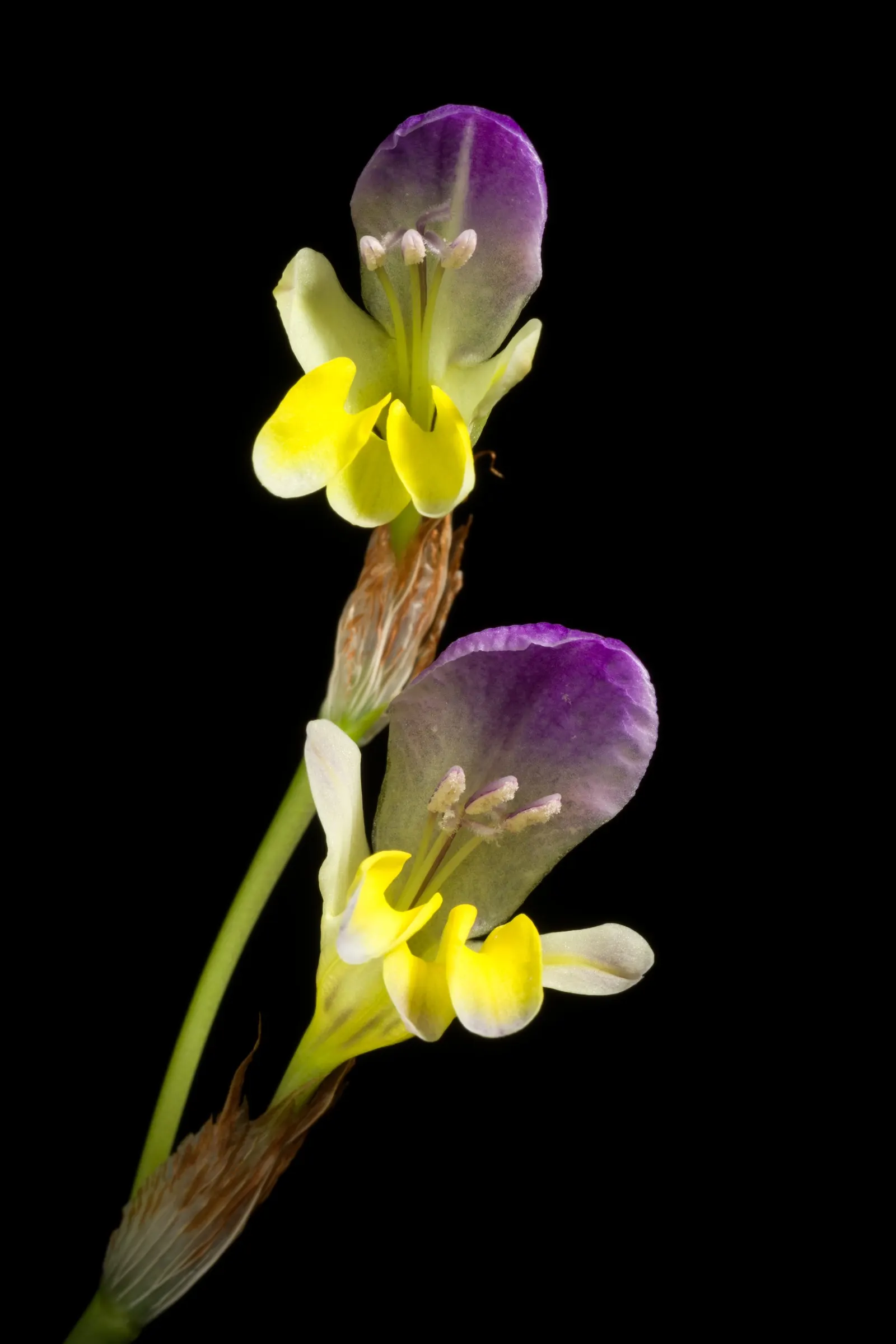 Sparaxis, Harlequin Flower (Sparaxis Tricolor) — is an exquisite and colorful addition to any ornamental garden display; and purple with, image 80