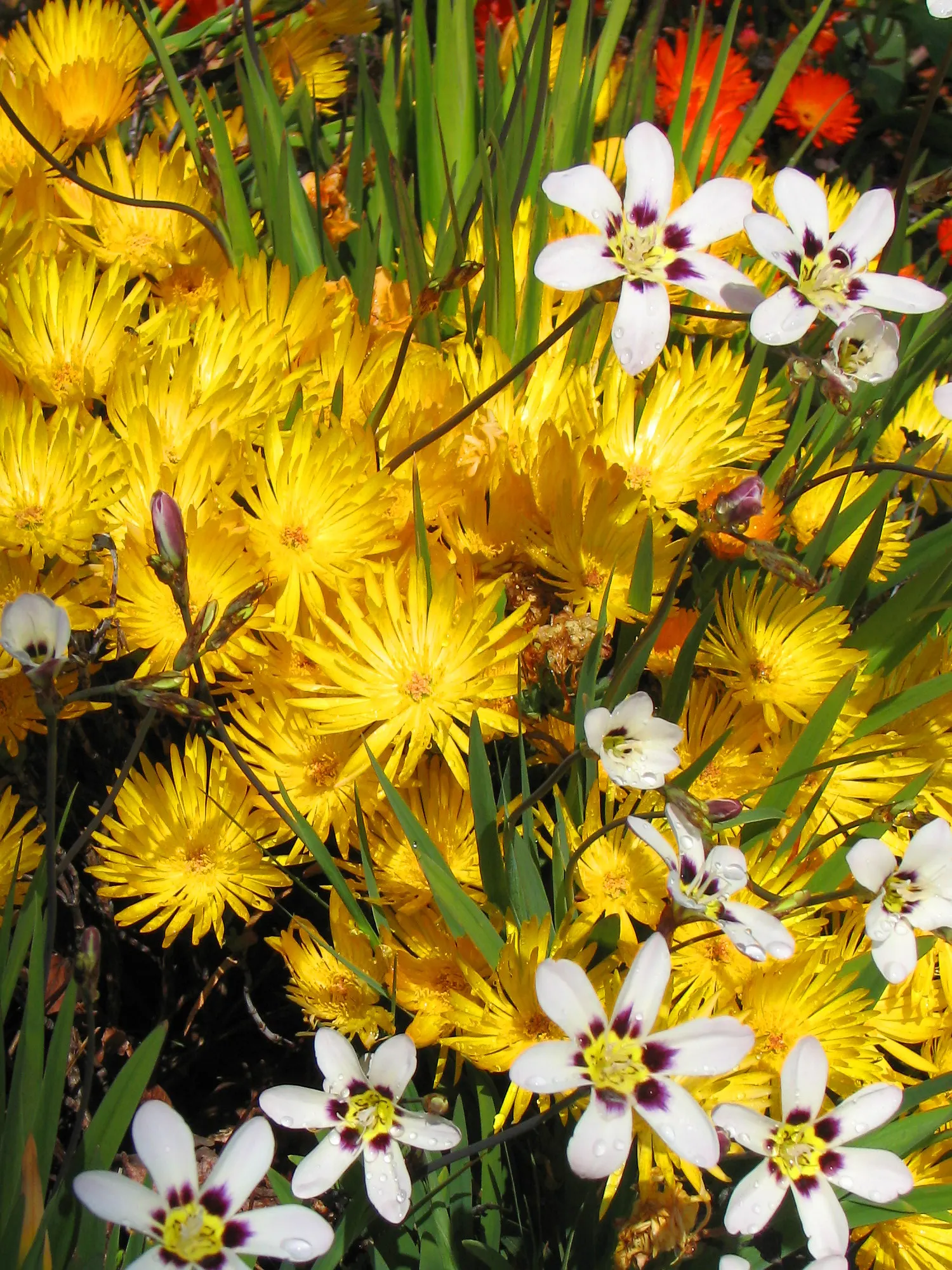 Sparaxis, Harlequin Flower (Sparaxis Tricolor) — The petals showcase an electrifying combination of colors