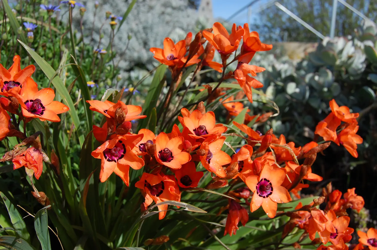 Sparaxis, Harlequin Flower (Sparaxis Tricolor) — this cormous perennial is known for its multicolored palette