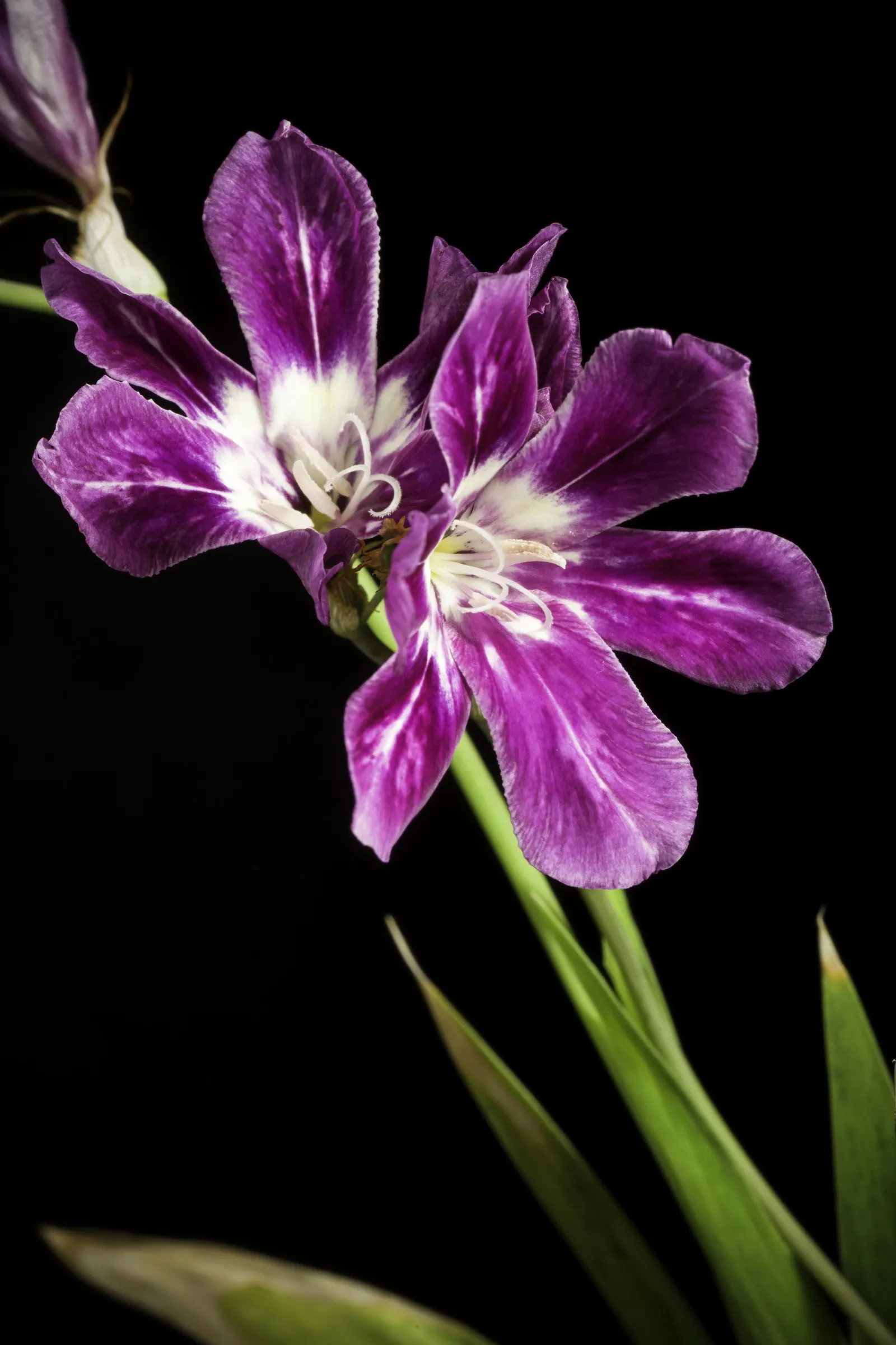Sparaxis, Harlequin Flower (Sparaxis Tricolor) — Originating from South Africa; harlequin Flowers flourish in U.S, image 81
