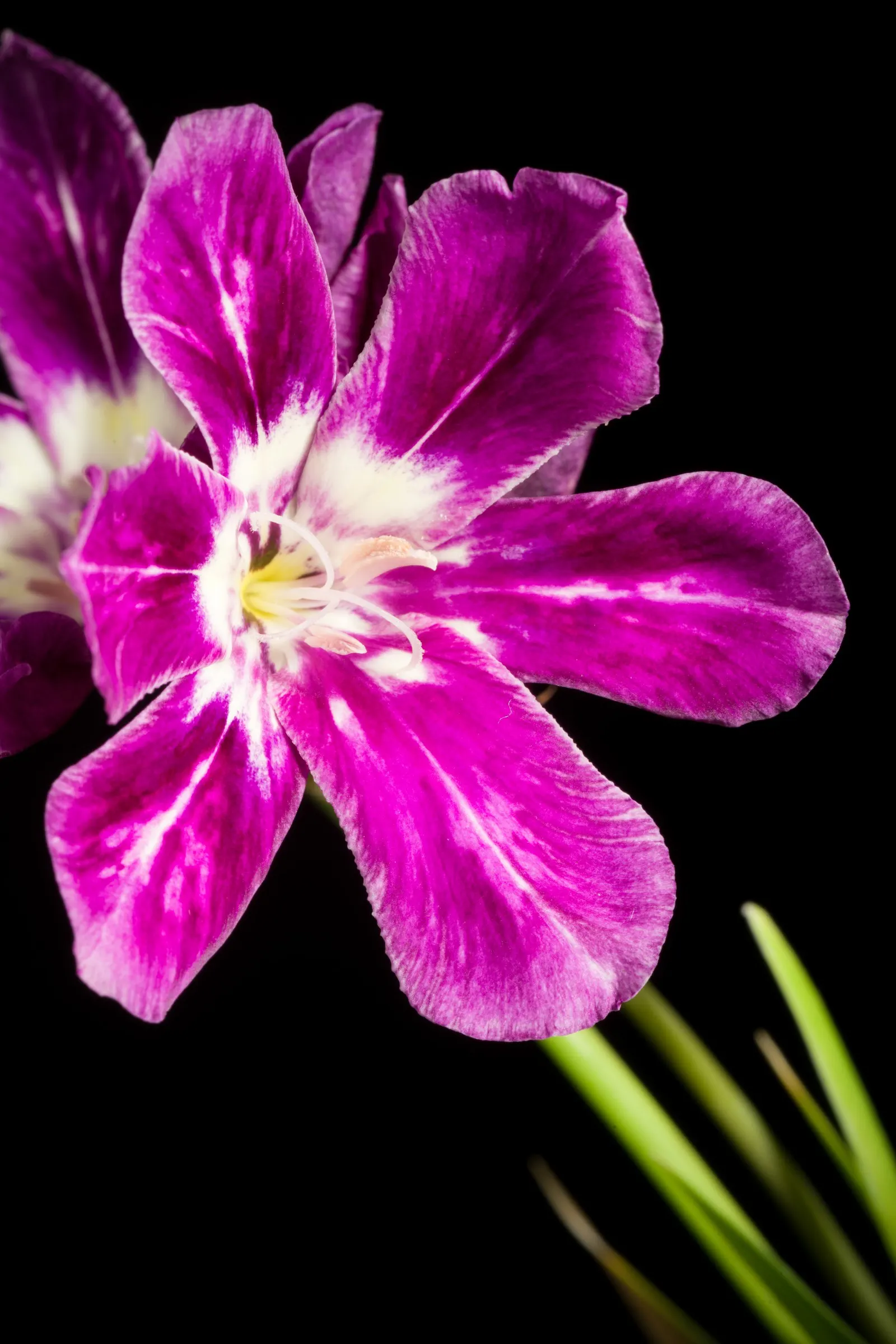 Sparaxis, Harlequin Flower (Sparaxis Tricolor) — The petals showcase an electrifying combination of colors; the Harlequin Flower is also remarkably, image 65