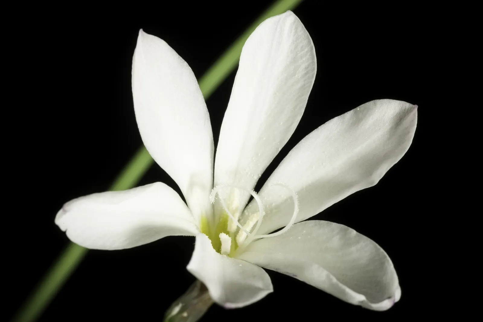 Sparaxis, Harlequin Flower (Sparaxis Tricolor) — When designing a landscape with Sparaxis, ensure it receives at least 6 hours of direct sunlight per day