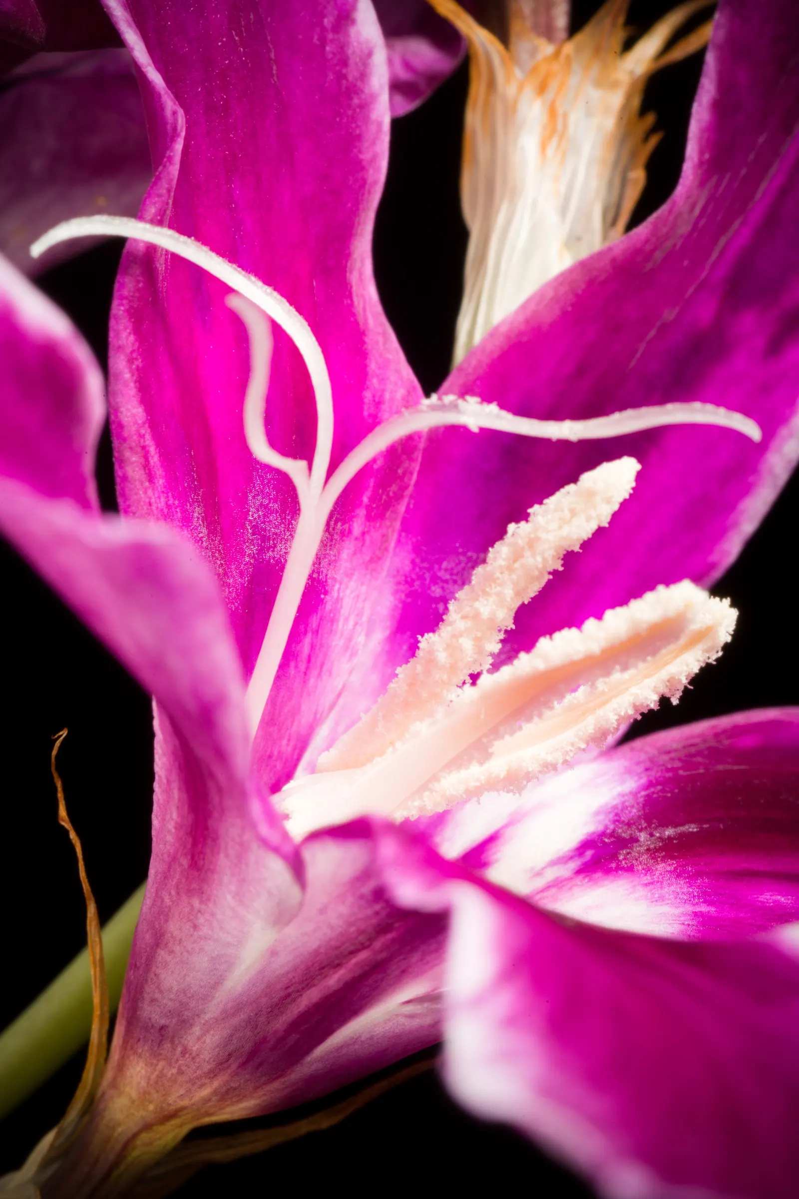 Sparaxis, Harlequin Flower (Sparaxis Tricolor) — offering a brilliant palette of red