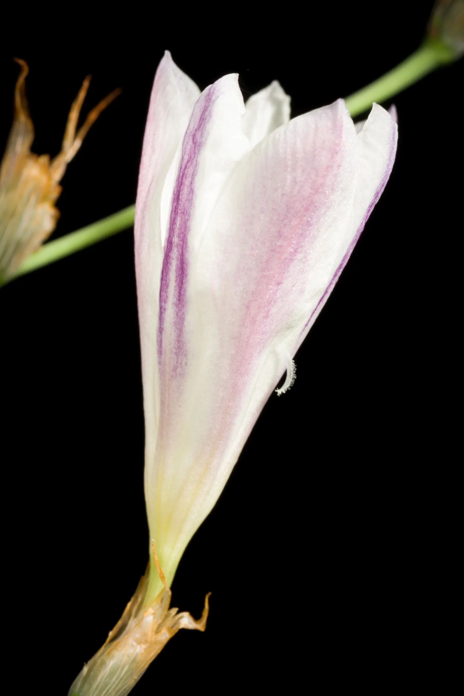 Sparaxis, Harlequin Flower (Sparaxis Tricolor) — erect stems that reach heights of approximately 12 to 18 inches; measure roughly 1.5 to 2.5 inches, image 61