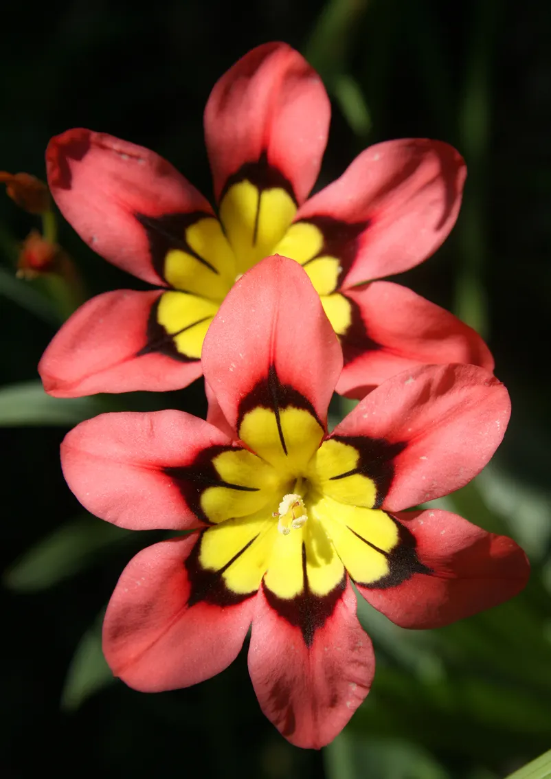Sparaxis, Harlequin Flower (Sparaxis Tricolor) — and purple with contrasting centers