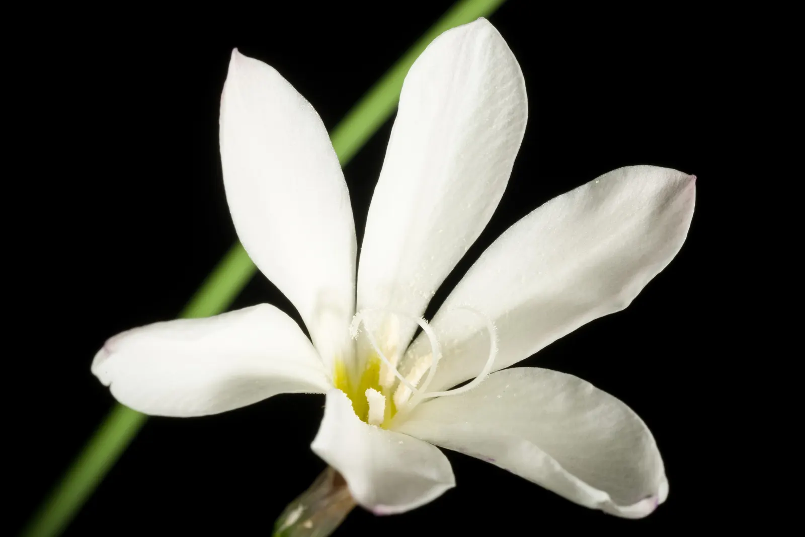 Sparaxis, Harlequin Flower (Sparaxis Tricolor) — typically featuring a triad of vivid hues on each bloom