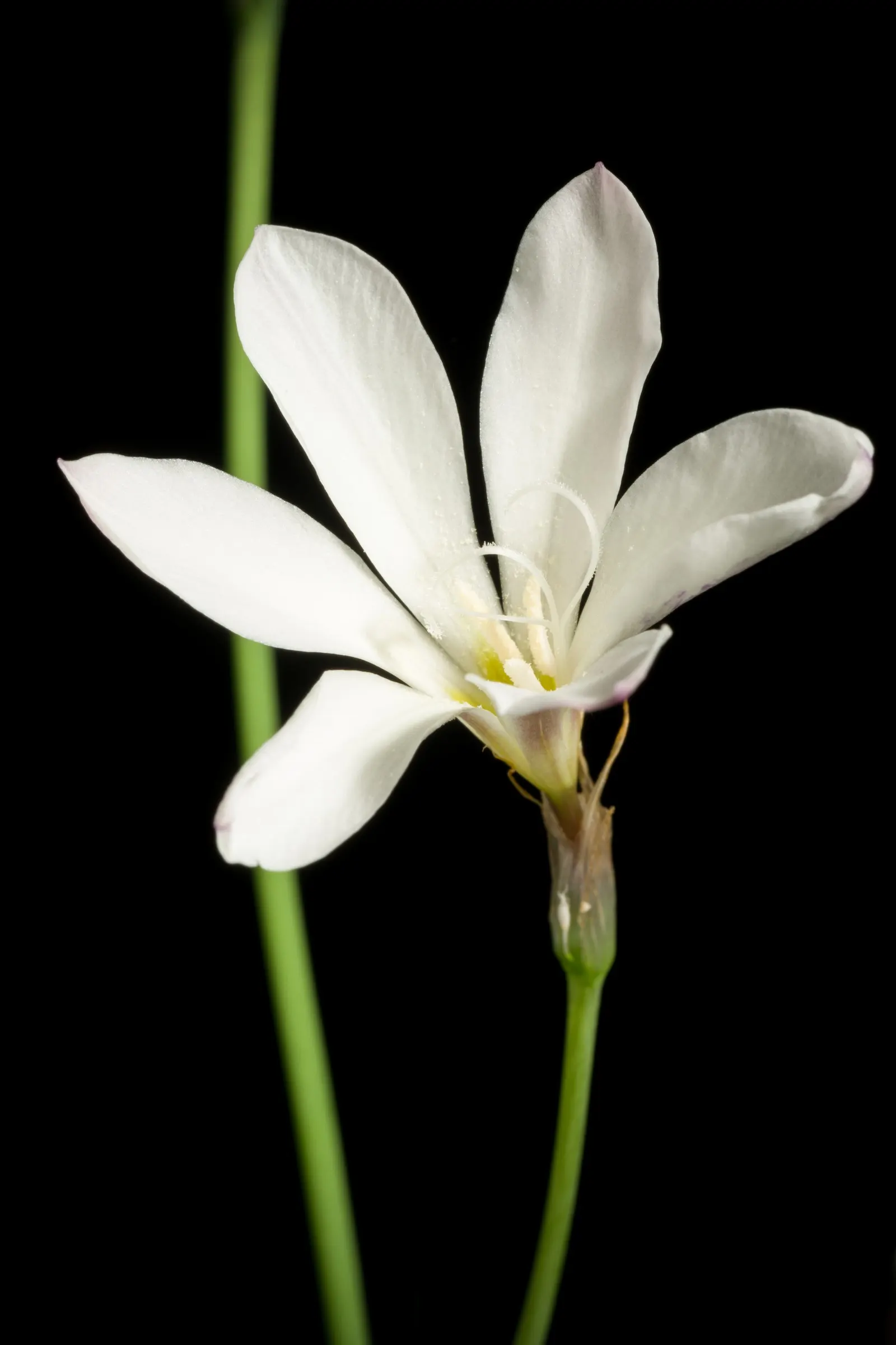 Sparaxis, Harlequin Flower (Sparaxis Tricolor) — Its striking hues peak in late spring to early summer; often with a dark center or 'eye,' surrounded by