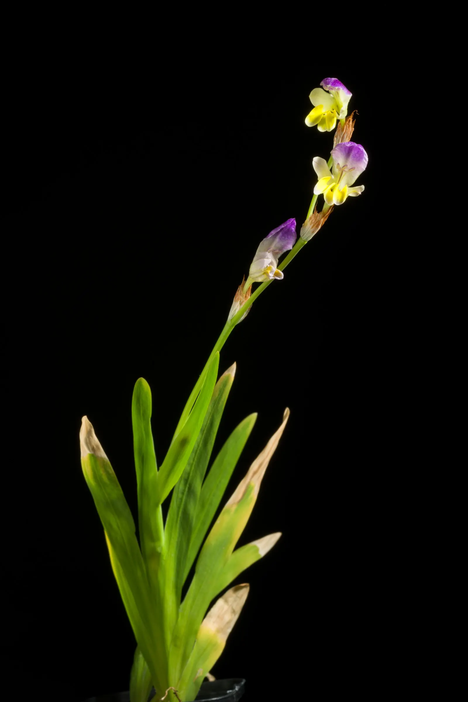 Sparaxis, Harlequin Flower (Sparaxis Tricolor) — bulb / perennial with multi-colored and red blooms; making them ideal for mid-border plantings or as an accent