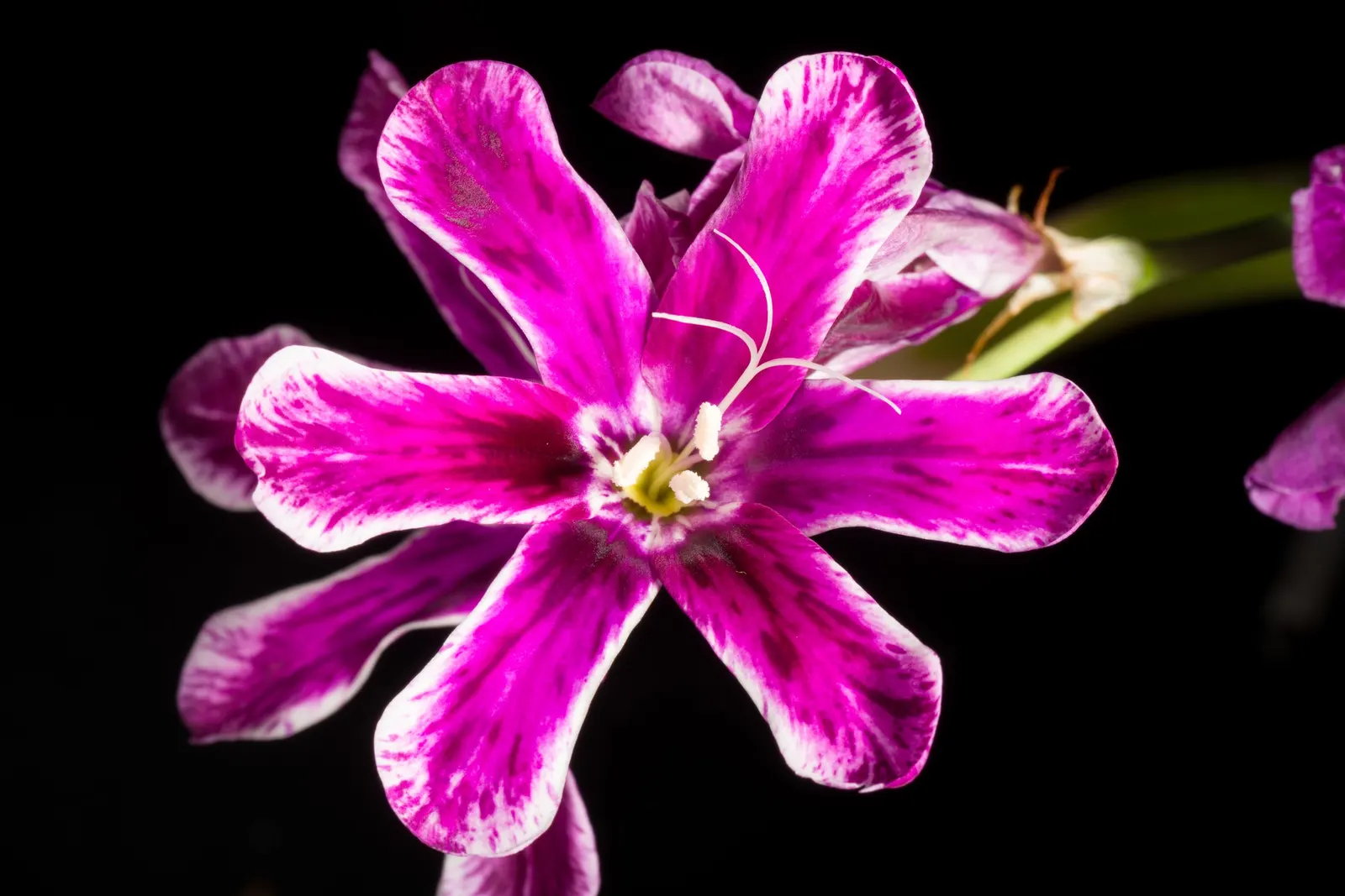 Sparaxis, Harlequin Flower (Sparaxis Tricolor) — which appear in late spring to early summer