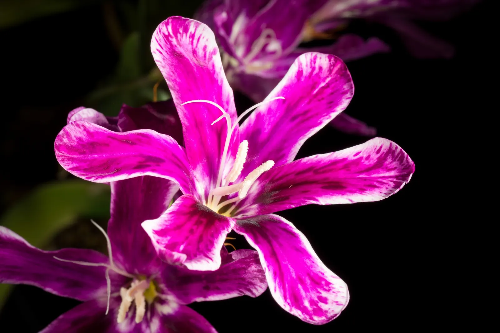 Sparaxis, Harlequin Flower (Sparaxis Tricolor) — Typically reaching 12-18 inches in height, it flourishes in well-drained soil and full sun, image 50