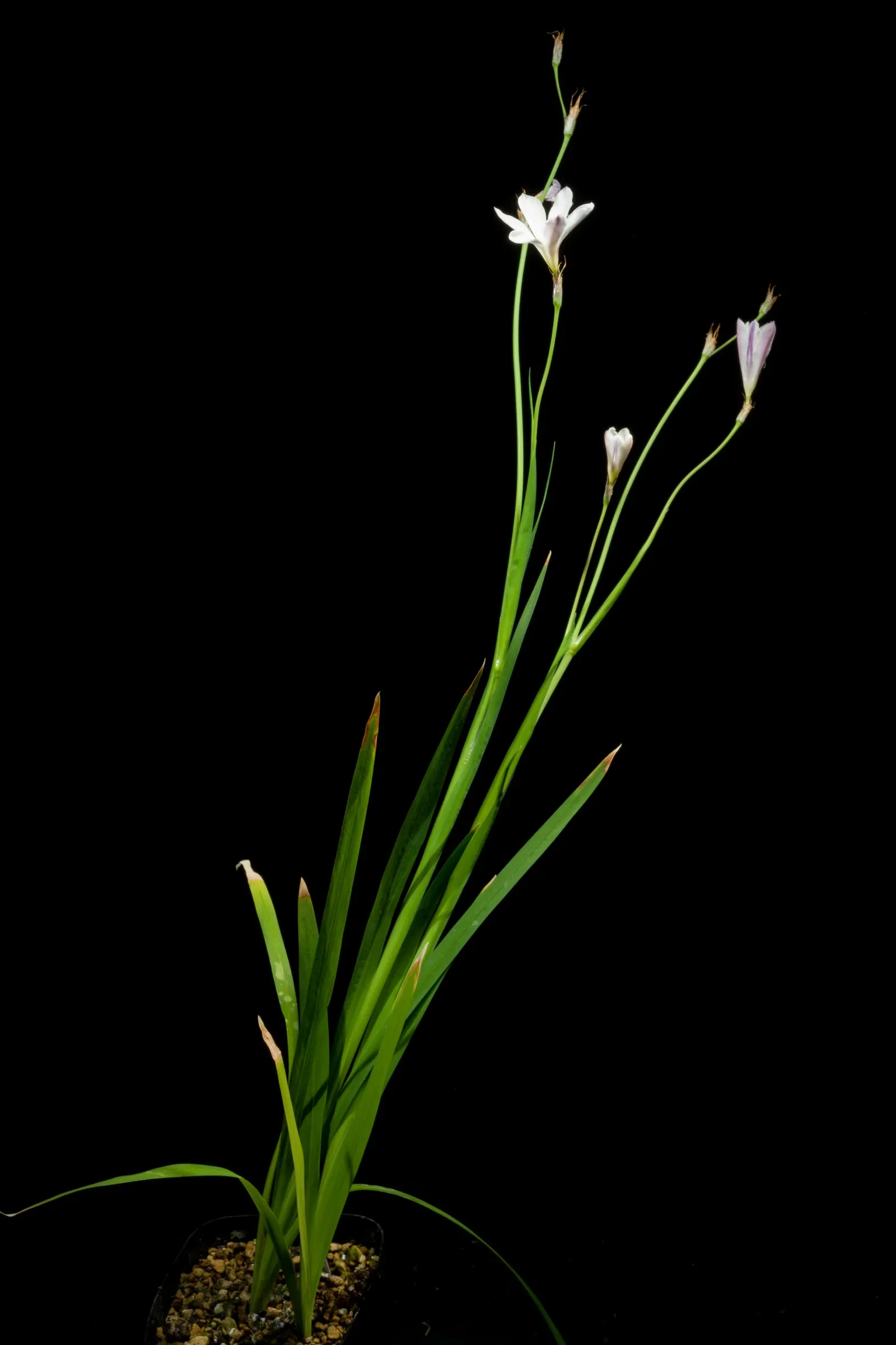 Sparaxis, Harlequin Flower (Sparaxis Tricolor) — is a vibrant bulbous perennial showcasing a star-shaped display of multicolored petals; offering a, image 73
