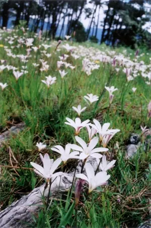 Sparaxis, Harlequin Flower (Sparaxis Tricolor) — measure roughly 1.5 to 2.5 inches in diameter; erect stems that reach heights of approximately 12, image 64