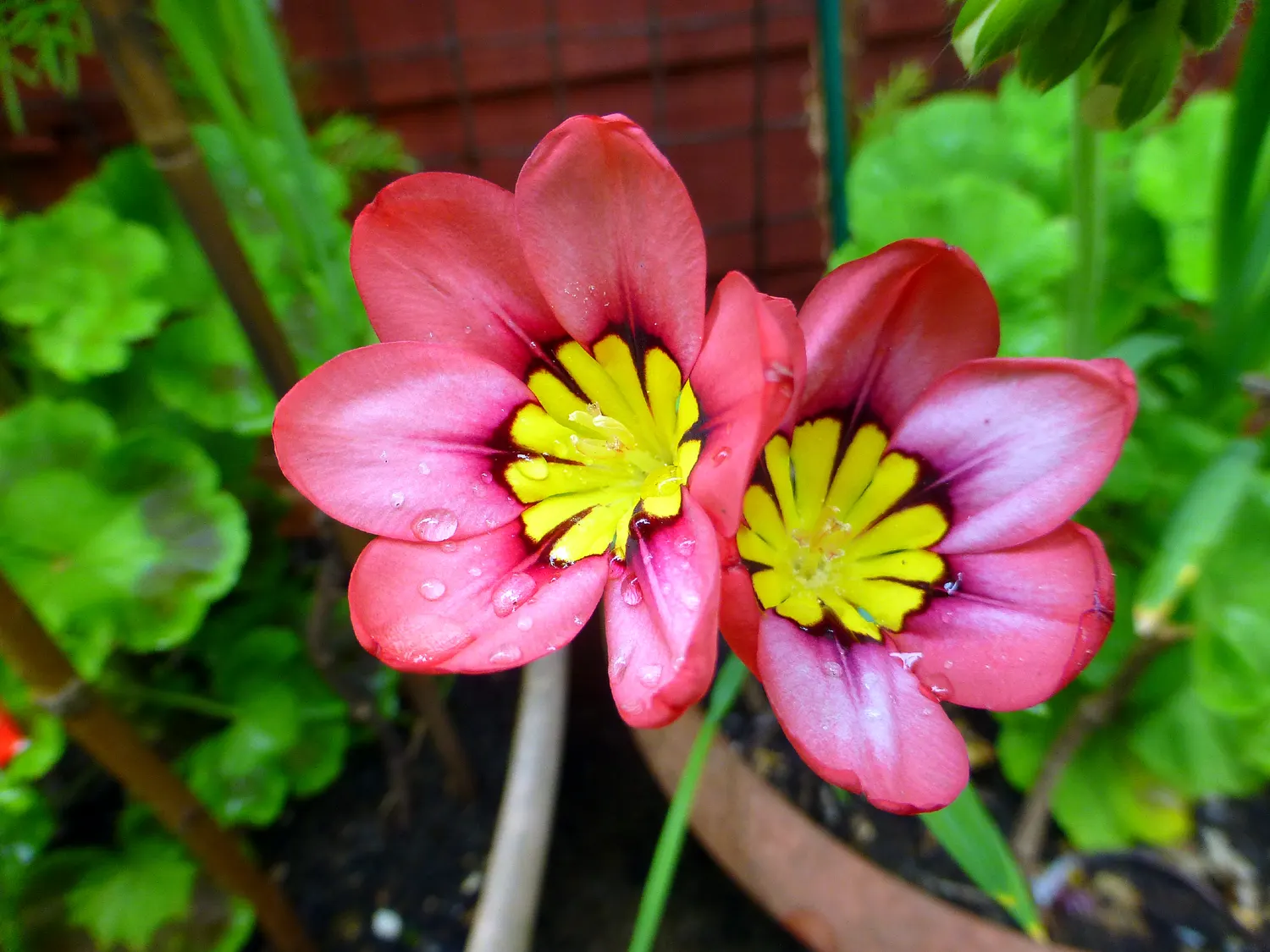 Sparaxis, Harlequin Flower (Sparaxis Tricolor) — measure roughly 1.5 to 2.5 inches in diameter; erect stems that reach heights of approximately 12 to 18 inches