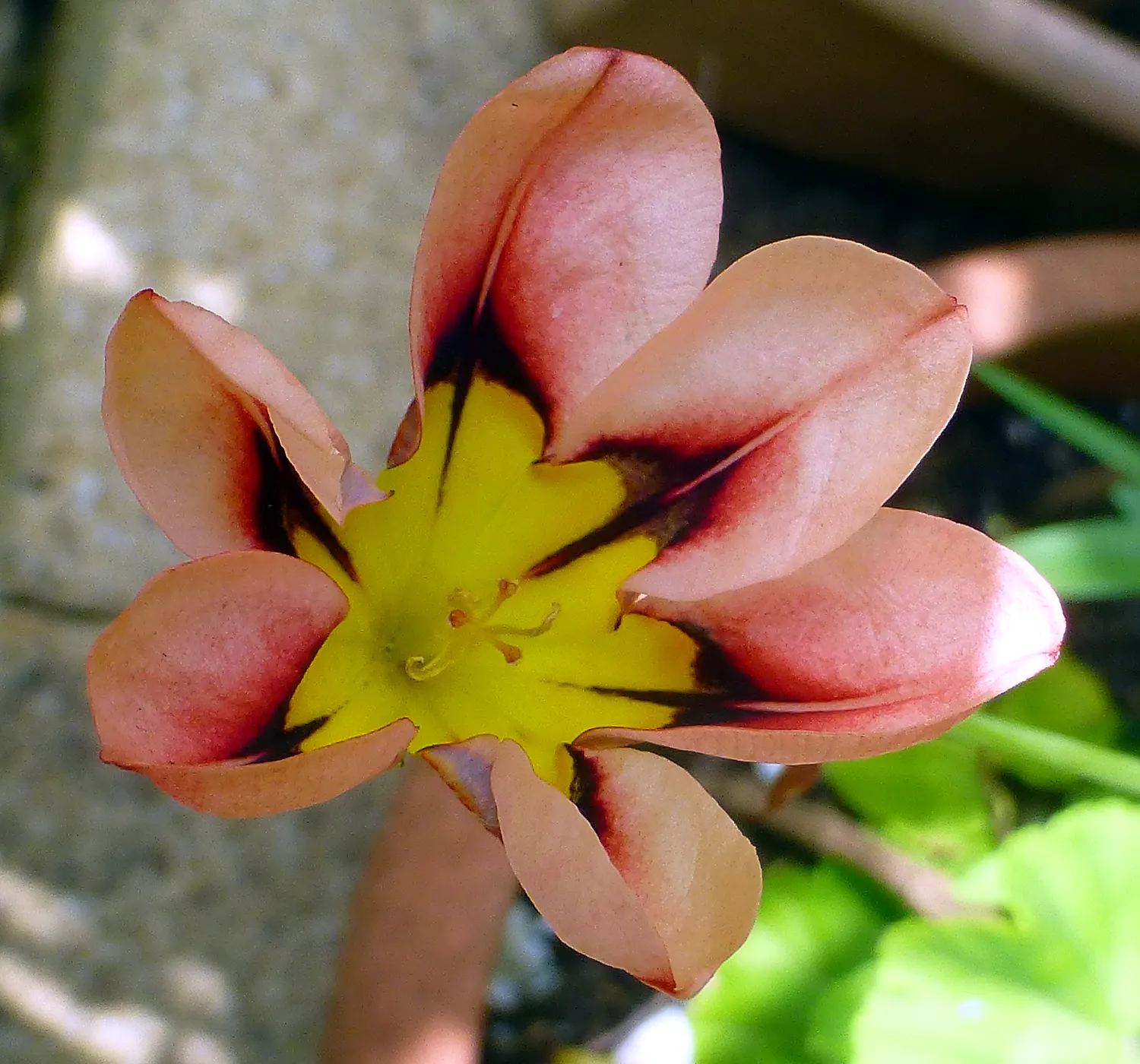 Sparaxis, Harlequin Flower (Sparaxis Tricolor) — Originating from South Africa; harlequin Flowers flourish in U.S, image 57
