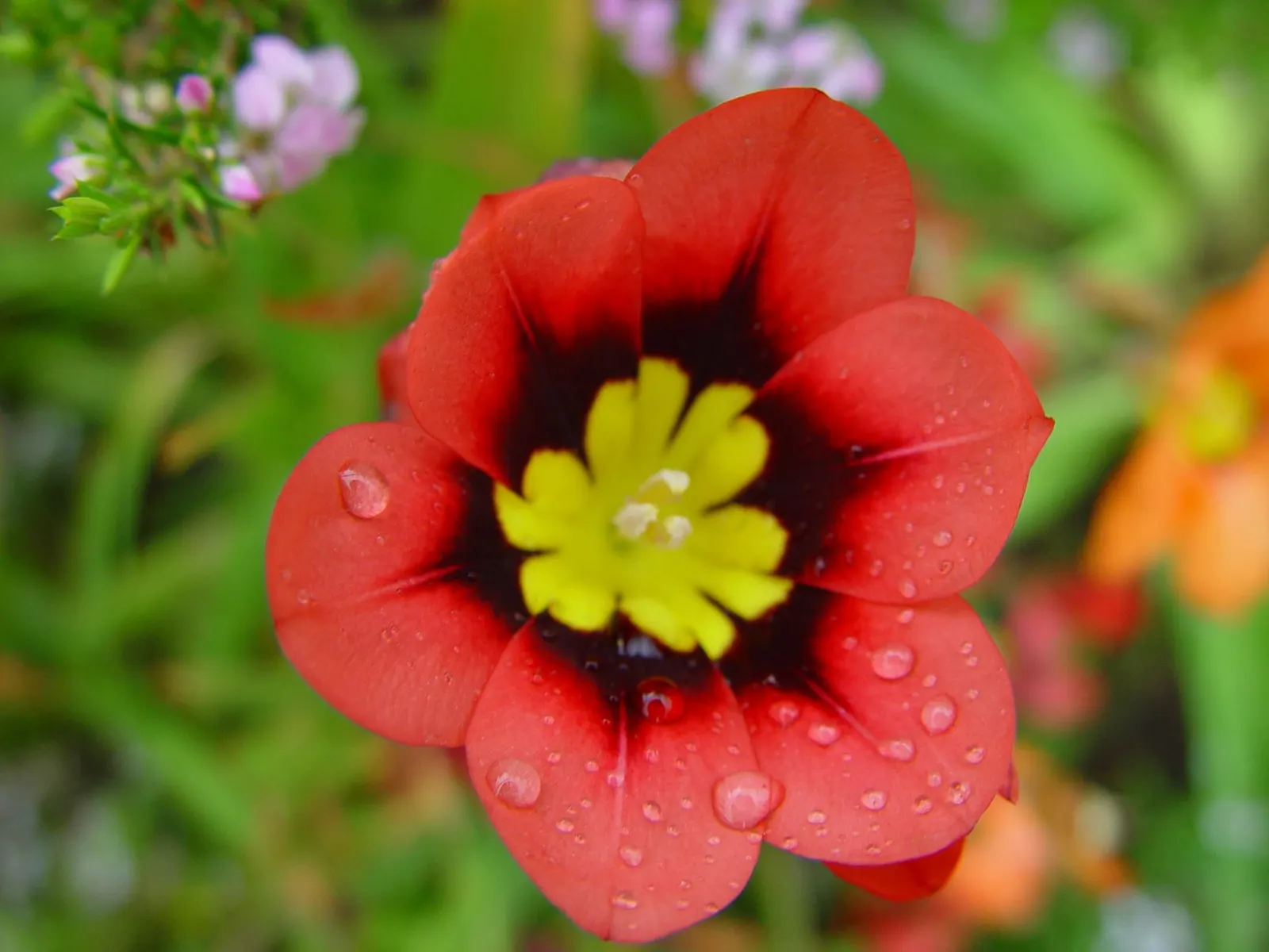 Sparaxis, Harlequin Flower (Sparaxis Tricolor) — When designing a landscape with Sparaxis, ensure it receives at least 6 hours of direct sunlight, image 67