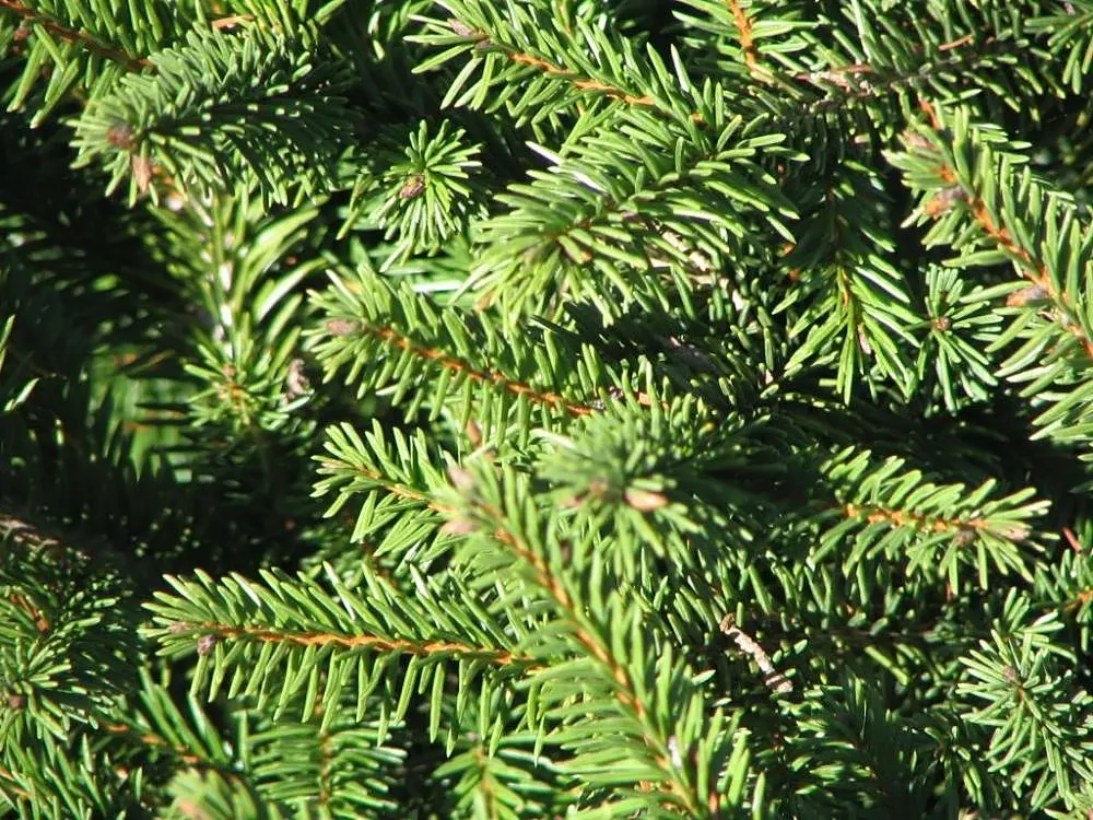 Sargent's Weeping Hemlock (Tsuga Canadensis 'Pendula') — where its branches cascade gracefully toward the ground