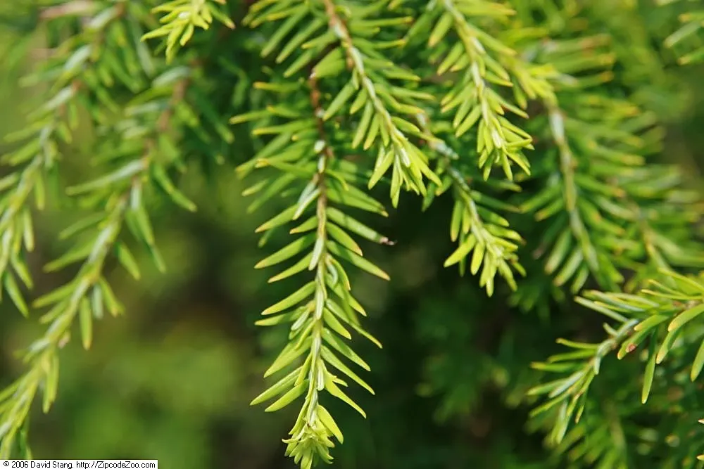 Sargent's Weeping Hemlock (Tsuga Canadensis 'Pendula') — is a captivating and graceful evergreen species that would add an air of elegance to any landscape