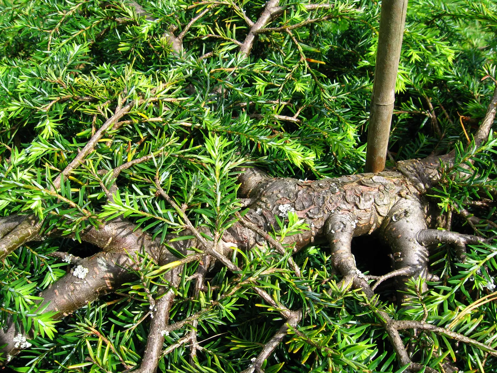 Sargent's Weeping Hemlock (Tsuga Canadensis 'Pendula') — This slow-growing evergreen can reach up to 10-15 feet high and wide, thriving in USDA zones 3-7