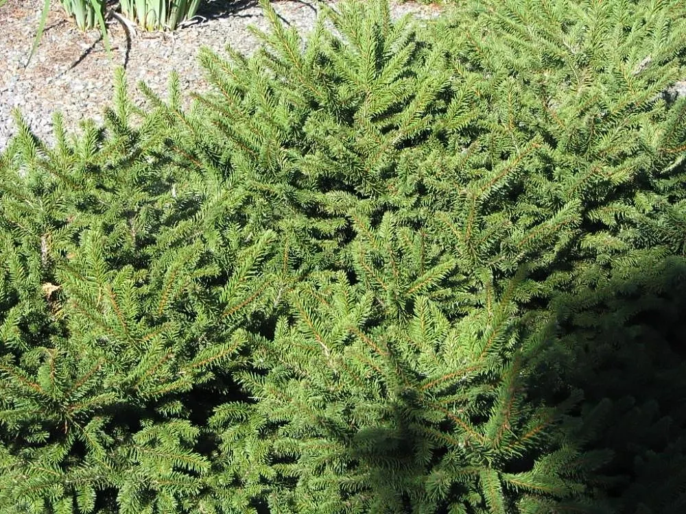 Sargent's Weeping Hemlock (Tsuga Canadensis 'Pendula') — This hemlock variety boasts a distinctive pendulous habit
