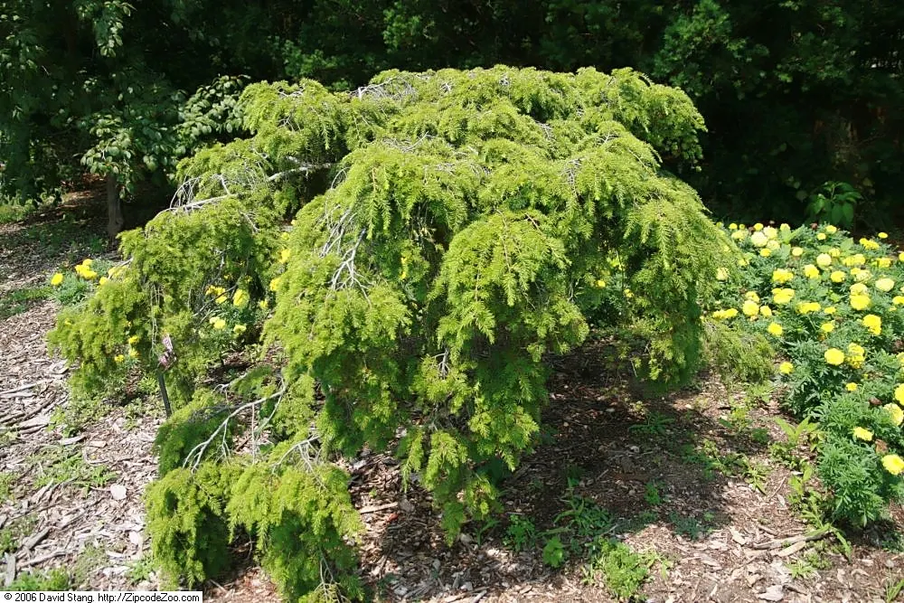 Sargent's Weeping Hemlock (Tsuga Canadensis 'Pendula') — scientifically named Tsuga canadensis 'Pendula'