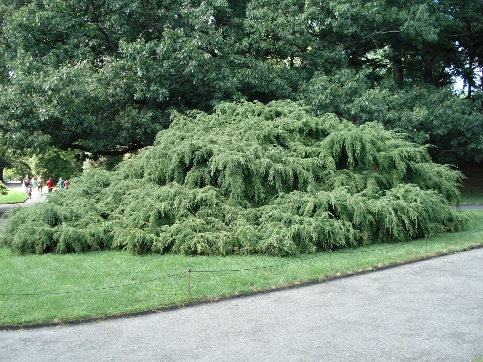 Sargent's Weeping Hemlock (Tsuga Canadensis 'Pendula') — it prefers partial to full shade and moist