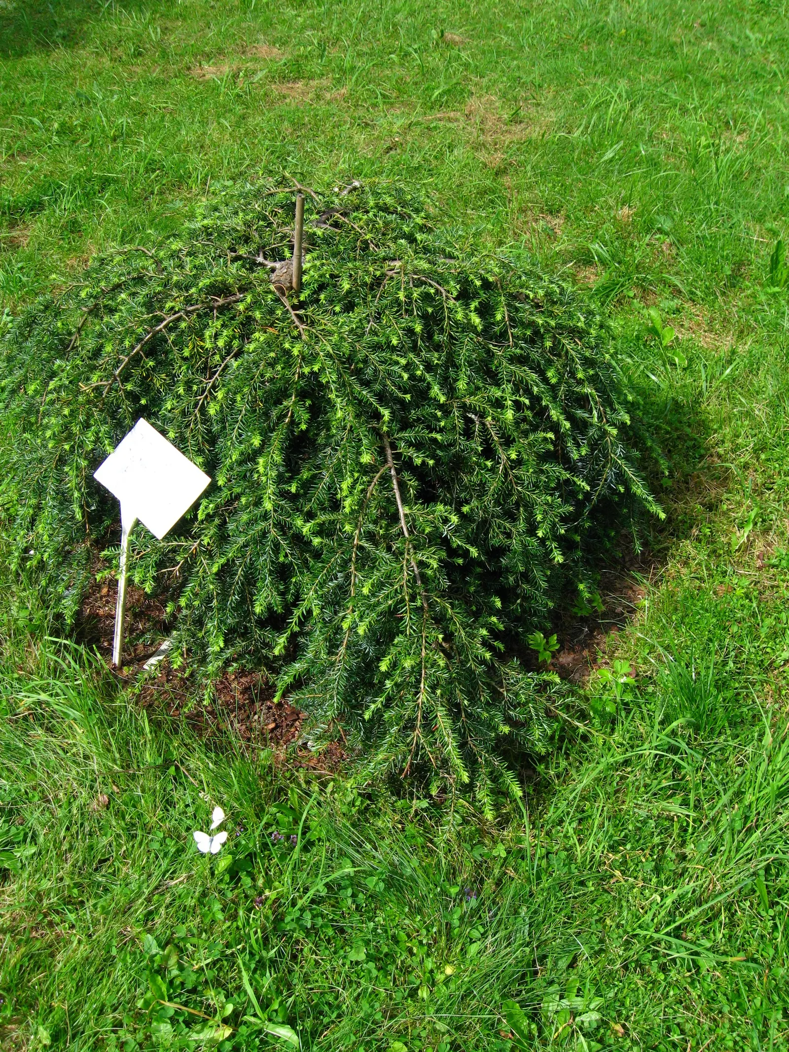 Sargent's Weeping Hemlock (Tsuga Canadensis 'Pendula') — is a graceful conifer featuring cascading branches and fine