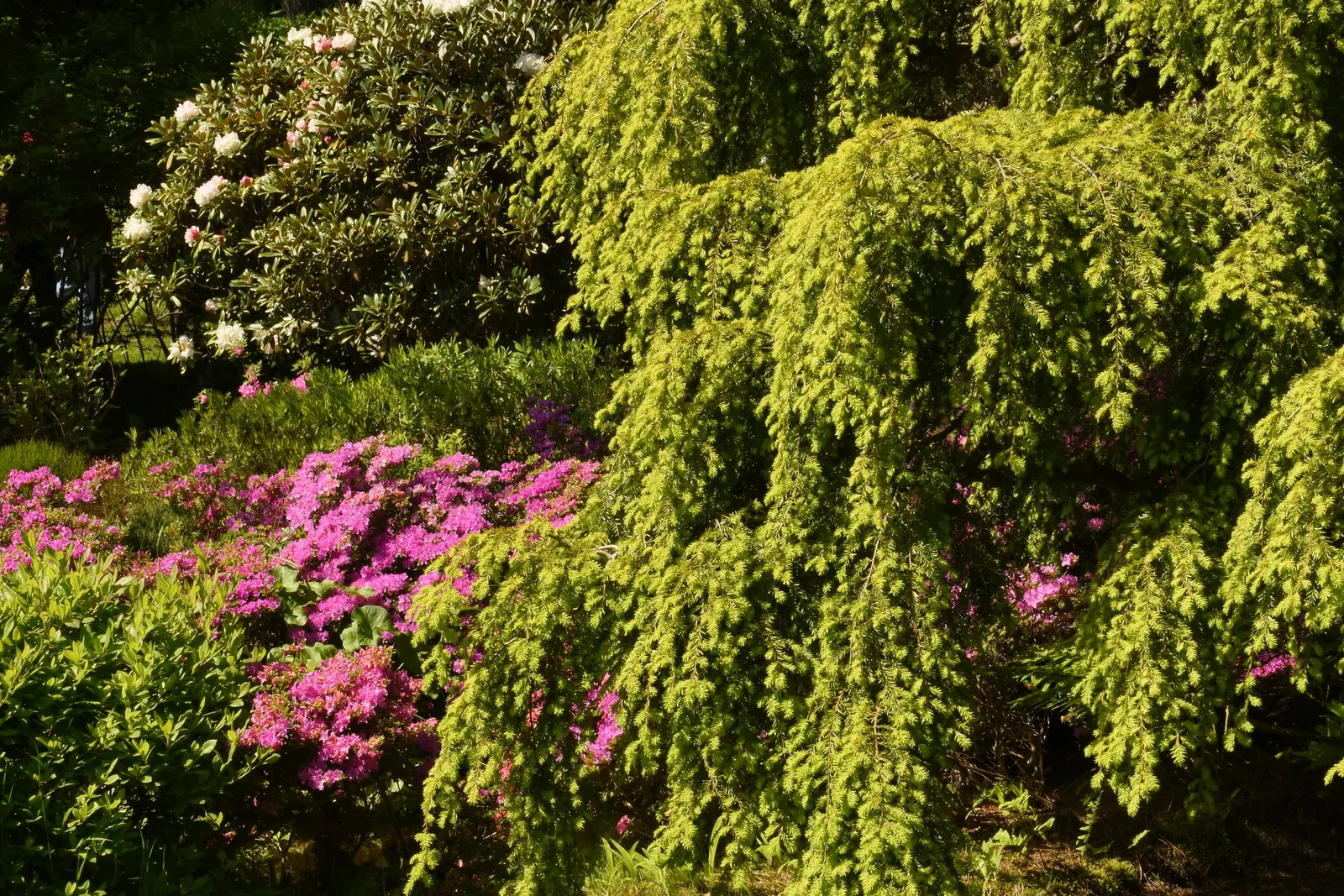 Sargent's Weeping Hemlock (Tsuga Canadensis 'Pendula') — Ideal for accentuating rock gardens or creating serene backdrops