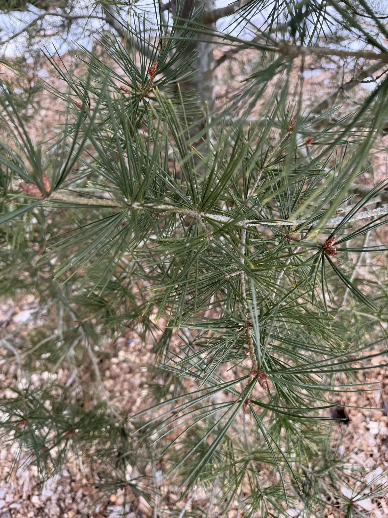 Lacebark Pine (Pinus Bungeana) — It prefers full sun, well-drained soils, and is hardy to USDA zones 4-7