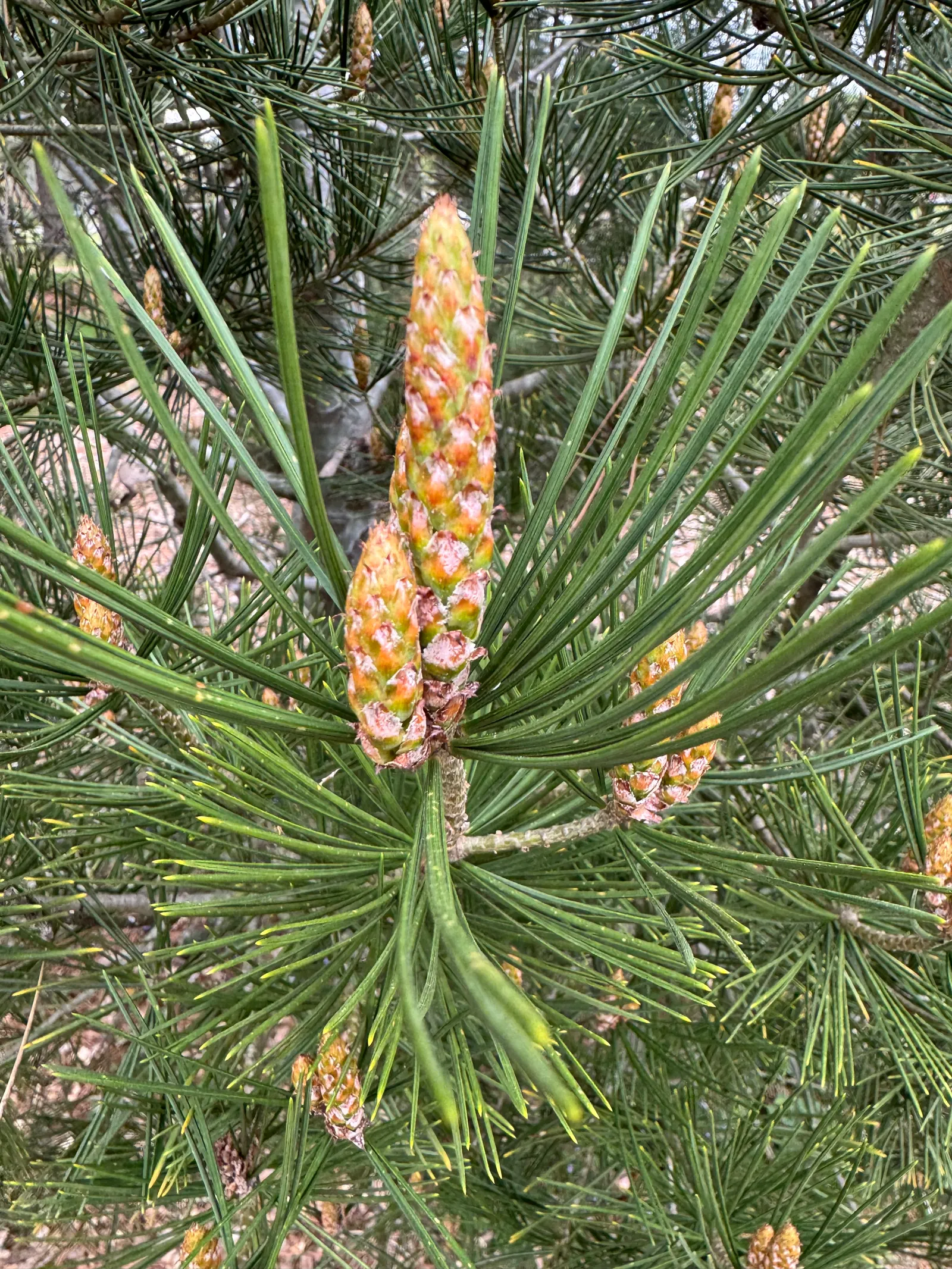 Lacebark Pine (Pinus Bungeana) — scientifically known as Pinus bungeana