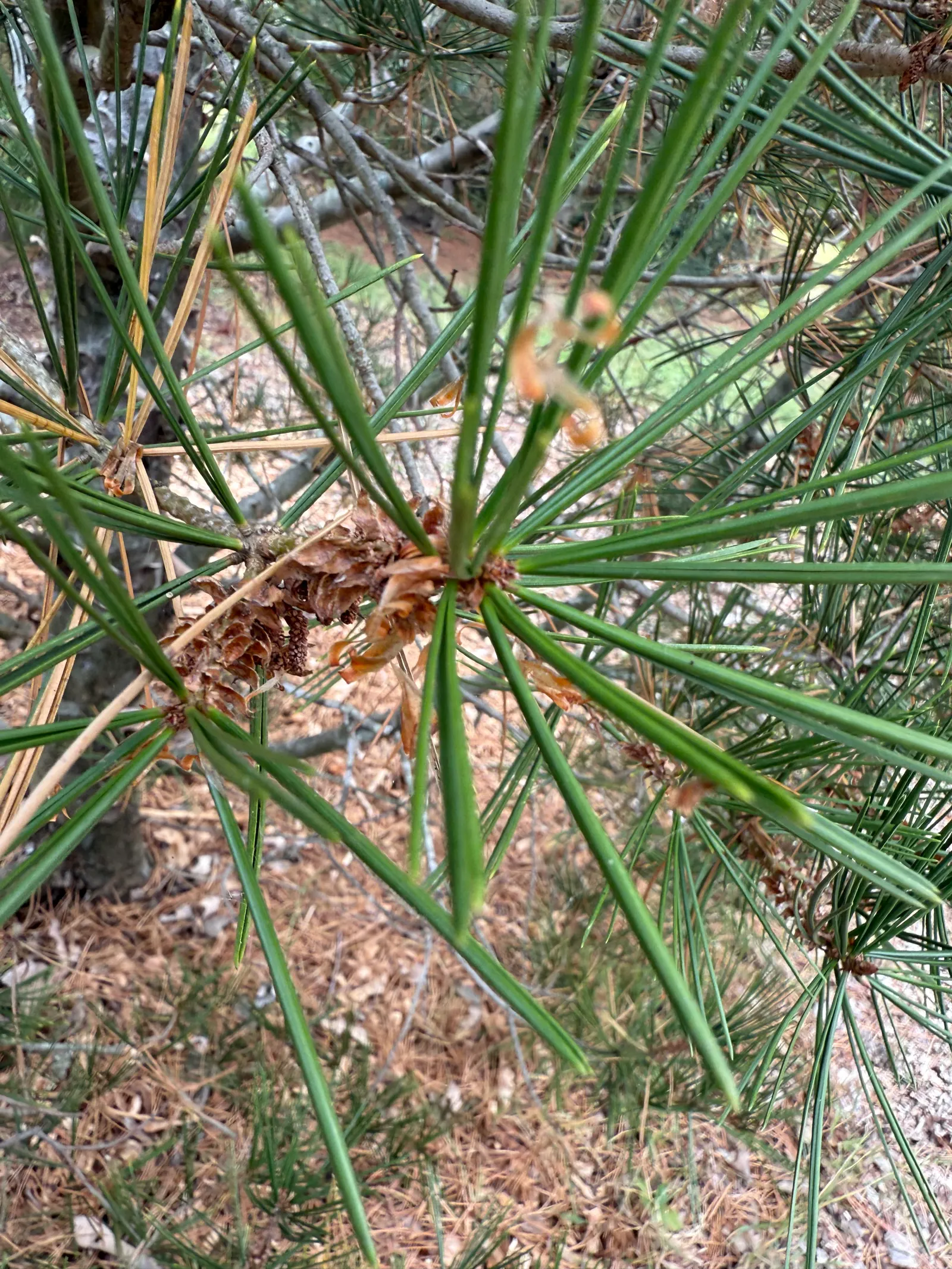 Lacebark Pine (Pinus Bungeana) — Its compact, dense shape and evergreen foliage make it a focal point in varied landscapes