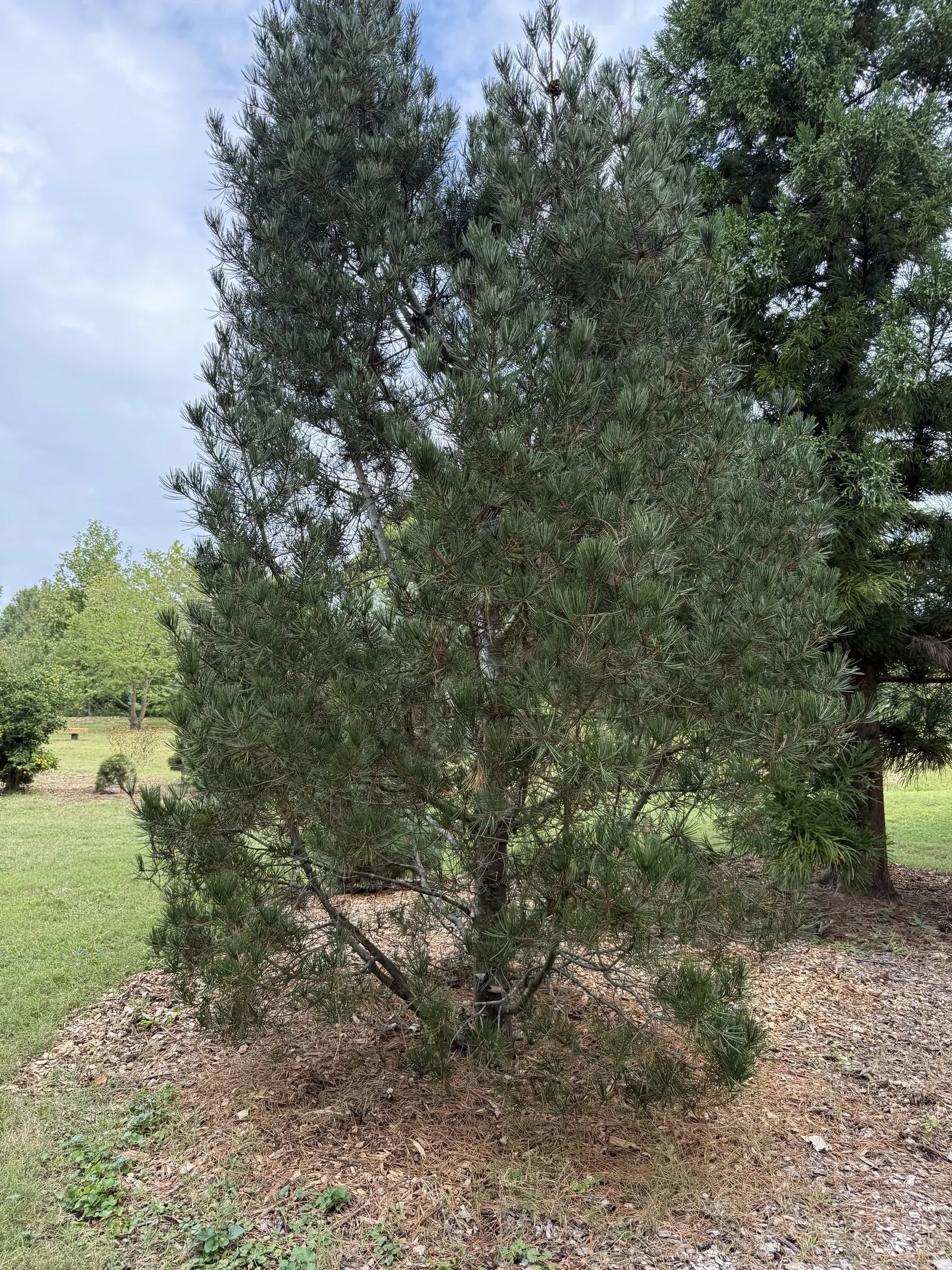 Lacebark Pine (Pinus Bungeana) — revealing a mosaic of greens