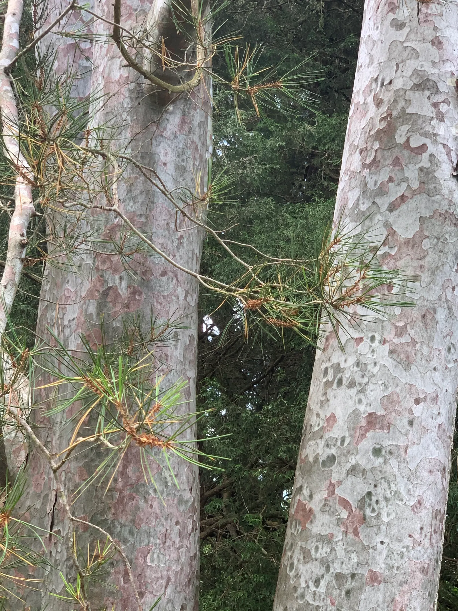 Lacebark Pine (Pinus Bungeana) — with the pattern becoming more pronounced as the tree matures.<br><br>When designing landscapes