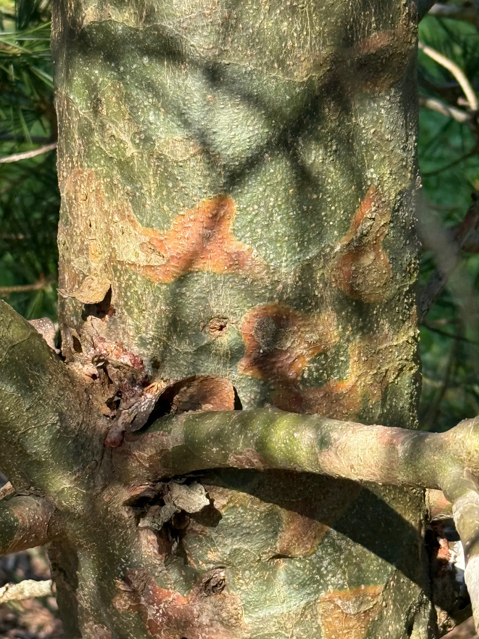 Lacebark Pine (Pinus Bungeana) — The Lacebark Pine (Pinus bungeana) is renowned for its striking