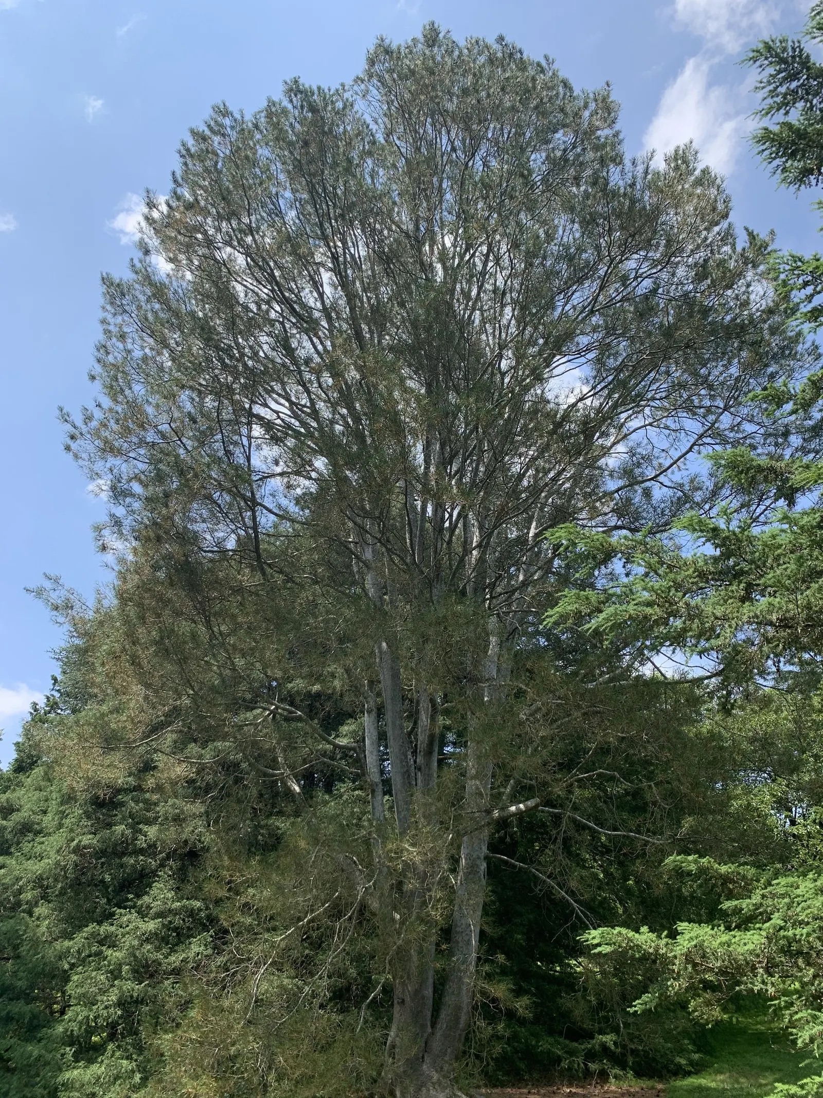 Lacebark Pine (Pinus Bungeana) — which peels away in patches to reveal a striking mosaic of green