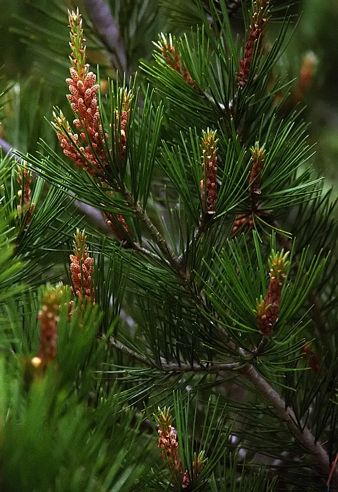 Lacebark Pine (Pinus Bungeana) — giving the Lacebark Pine its name