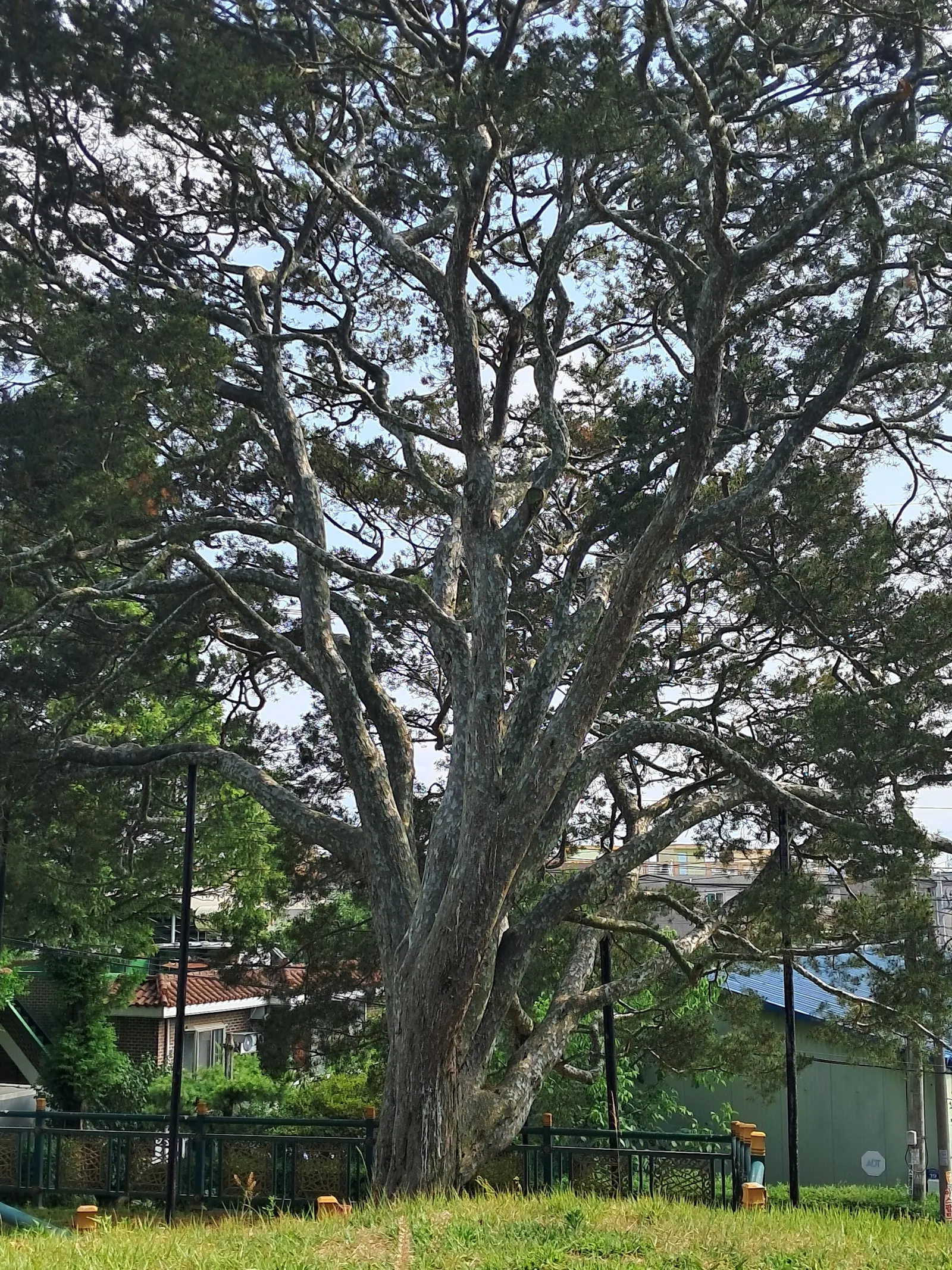 Lacebark Pine (Pinus Bungeana) — This bark feature adds year-round visual interest