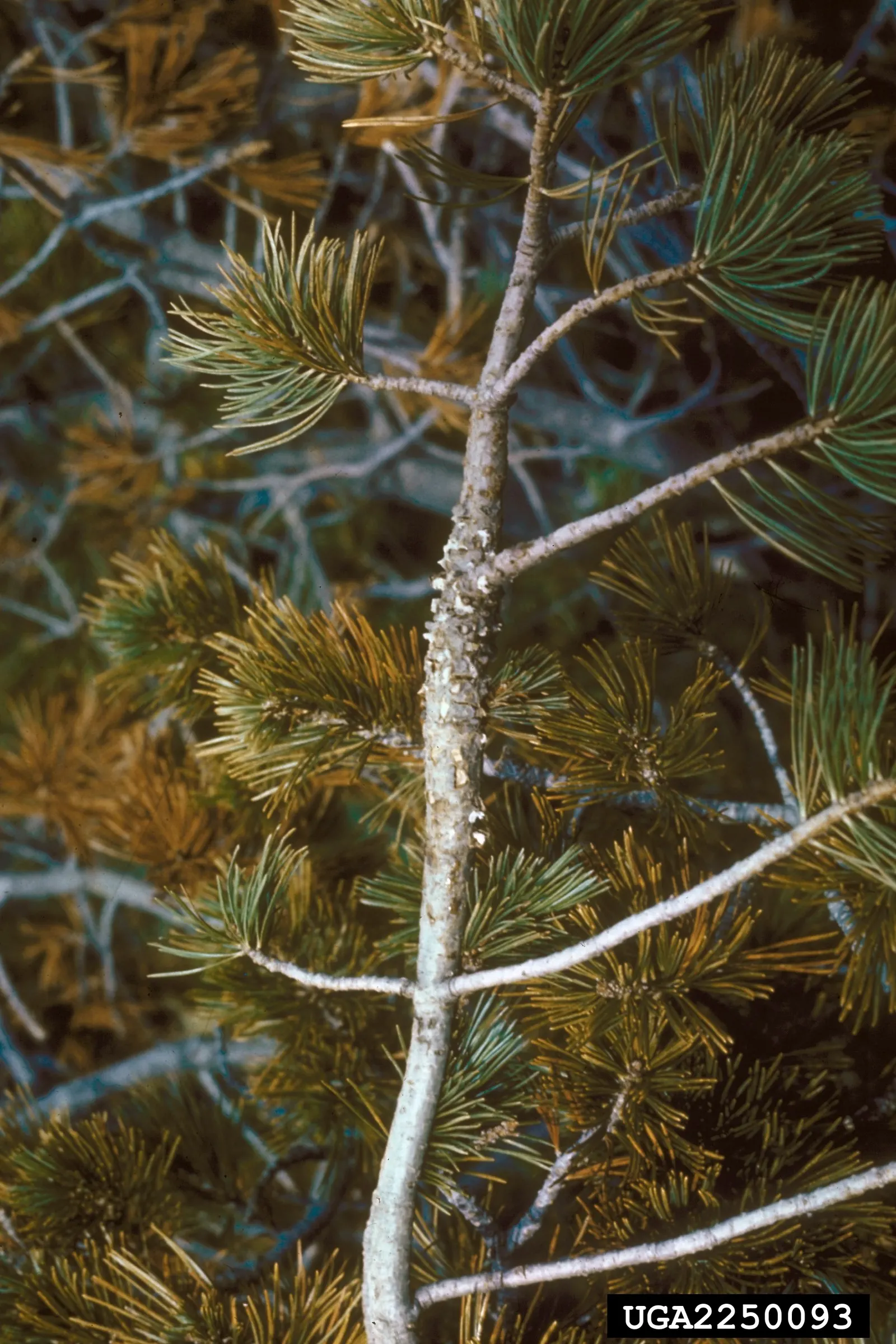 Lacebark Pine (Pinus Bungeana) — This slow-growing conifer matures to a majestic 30-50 feet, with a spread of 20-35 feet