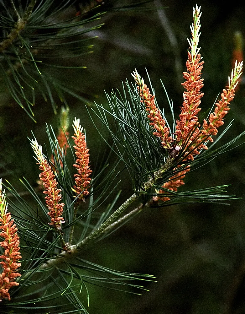 Lacebark Pine (Pinus Bungeana) — originating from central and northern China