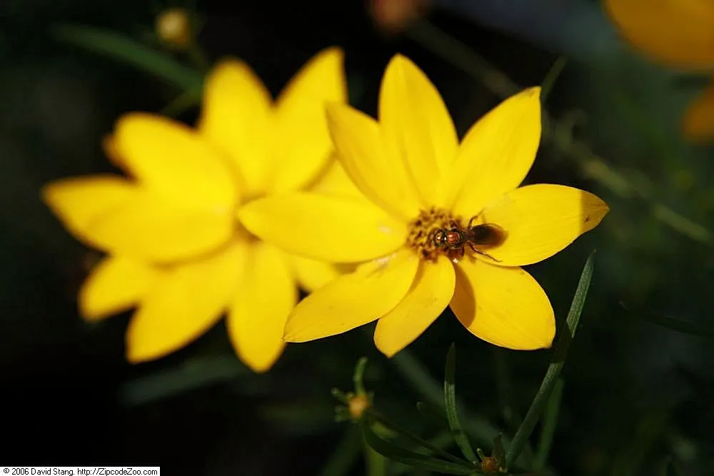 Threadleaf Coreopsis (Coreopsis Verticillata) — feathery foliage and profuse golden-yellow blooms appearing from early summer to fall