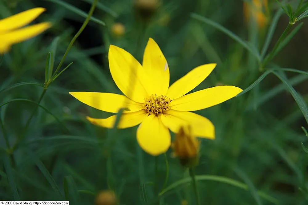 Threadleaf Coreopsis (Coreopsis Verticillata) — This hardy plant reaches 1.5 to 2 feet in height and can spread 1 to 2 feet wide