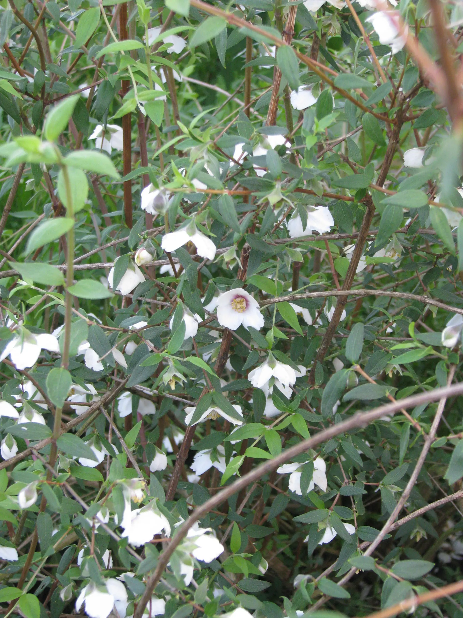 Mexican Mock Orange (Philadelphus Mexicanus) — presents itself as an exquisite choice for a visually and aromatically engaging garden feature