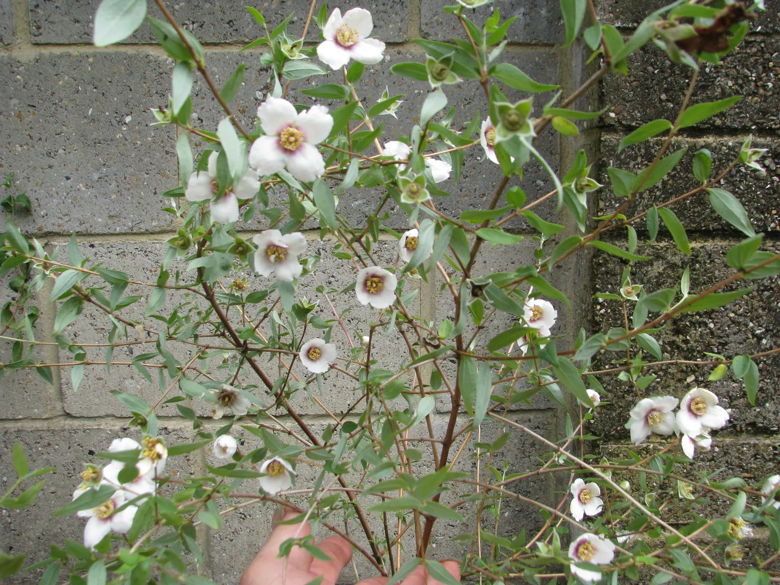 Mexican Mock Orange (Philadelphus Mexicanus) — about 1 to 2 inches in diameter